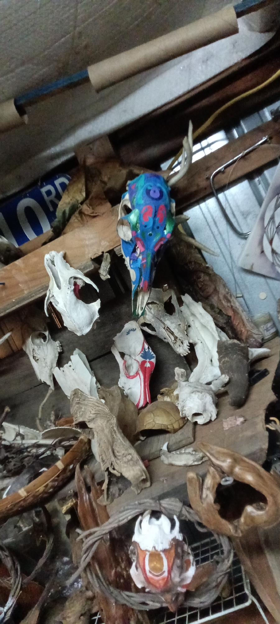 The image shows a collection of objects, primarily animal skulls and bones, arranged on a wooden surface. Some skulls are painted, one with blue and red patterns and another with white and red. There are also pieces of driftwood and a turtle shell among the objects. In the background, parts of a wall are visible, including a blue license plate with the letters "ORD." The location is Tahlequah, United States.