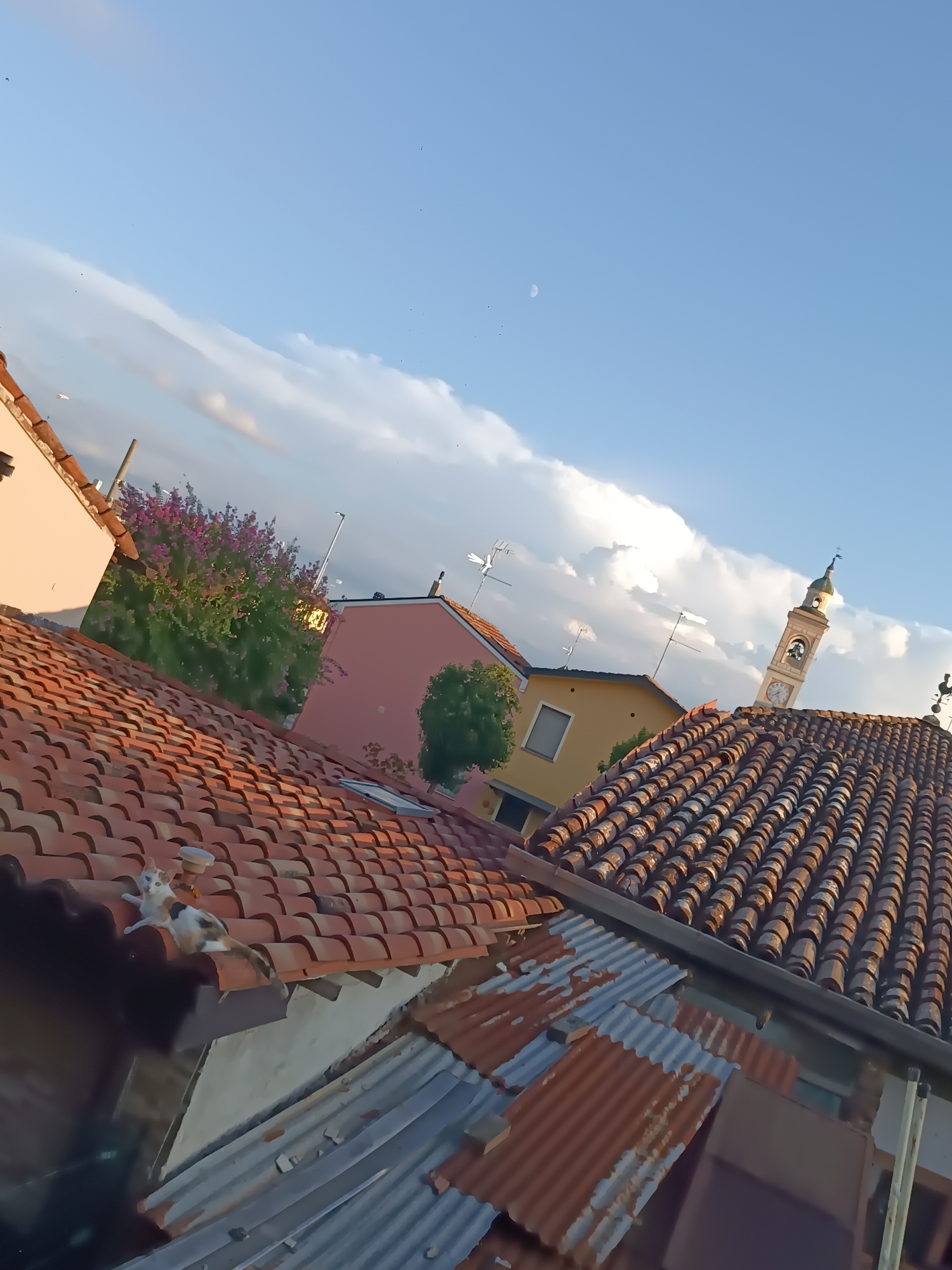 This is a high-angle, full-shot, outdoor, daytime photograph taken in Viadana, Italy. The foreground consists of red, curved roof tiles, with some sections of corrugated metal roofing. A calico cat is lying on the edge of the red tiled roof in the lower left quadrant of the image, looking towards the camera. Behind the foreground roofs are several buildings. To the left, a building with a pale peach-colored facade and a red tiled roof is visible. In the center background, a bright pink building is situated behind a cluster of vibrant purple flowering bushes. To the right of the pink building is a yellow building. Further to the right, a church tower with a clock and a bell is prominent. The sky above is a clear blue with scattered white clouds and a faint crescent moon visible.