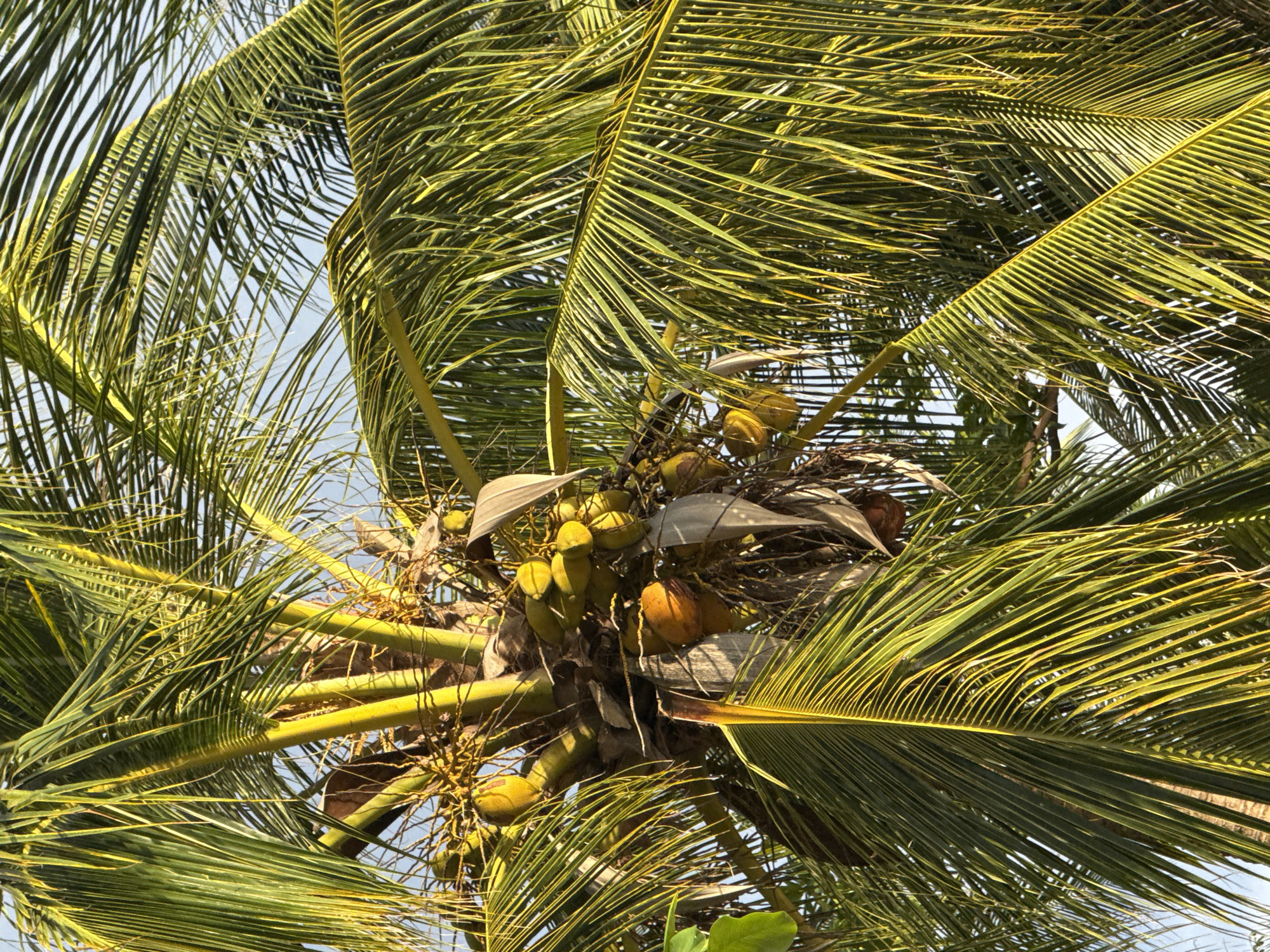 A close-up, low-angle shot captures a cluster of young coconuts hanging from a palm tree, their green skins illuminated by sunlight. The coconuts are gathered in a bunch, attached to a thick, textured trunk. The fronds of the palm tree, a vibrant green, fan out across the frame, some displaying a yellowish hue due to the light. The background is a soft, hazy blue sky, suggesting an outdoor, tropical setting. The image appears to have been taken in Baan Pang Ka, Thailand.