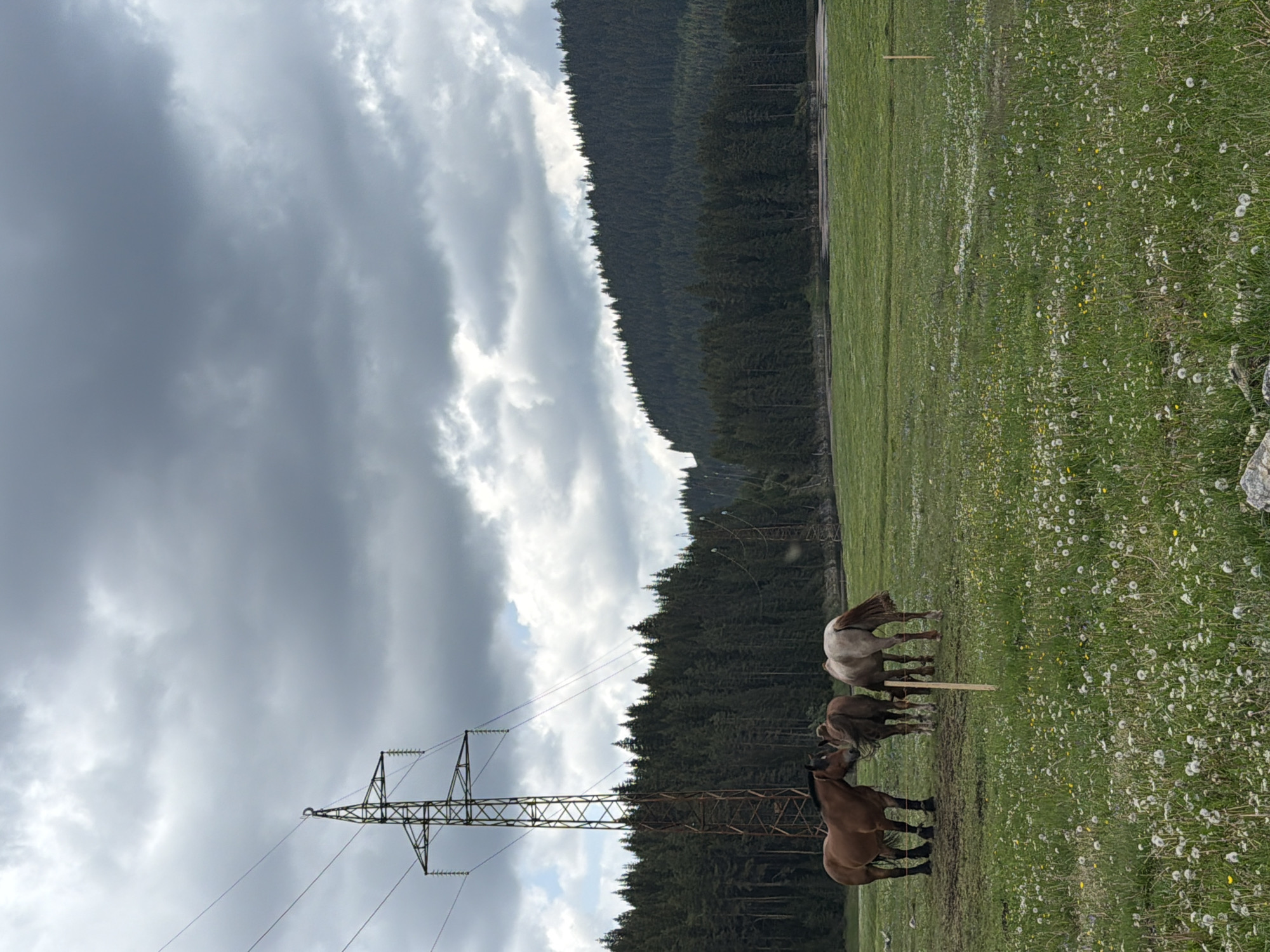 The image depicts a serene, overcast rural landscape, likely in Цигов чарк, Bulgaria, under a cloudy sky. The photograph is oriented vertically, showing the scene as if viewed from a slight elevation.
The prominent foreground features a lush green field, richly dotted with countless white dandelion seed heads and some scattered yellow wildflowers, suggesting late spring or early summer. Three horses are visible in this field. The closest horse, a bay or light brown, stands on the left, looking towards the right. Behind it, a darker, possibly black or dark brown horse grazes near a wooden post. Further right and slightly behind, a light grey or dun-colored horse is also seen, with its hindquarters towards the viewer. They appear to be peacefully grazing.
In the midground, a dense, dark green coniferous forest stretches horizontally across the frame, forming a natural boundary against the sky. The tree line is undulating, following the contours of what appears to be a hill or mountain.
Dominating the left side of the scene is a tall, metallic electricity pylon with multiple power lines extending across the upper portion of the frame. The pylon stands starkly against the heavily overcast sky, which is filled with large, grey, and textured clouds, suggesting a cloudy or potentially stormy day. The overall lighting is soft and diffused, characteristic of an overcast sky. No visible text is present in the image.