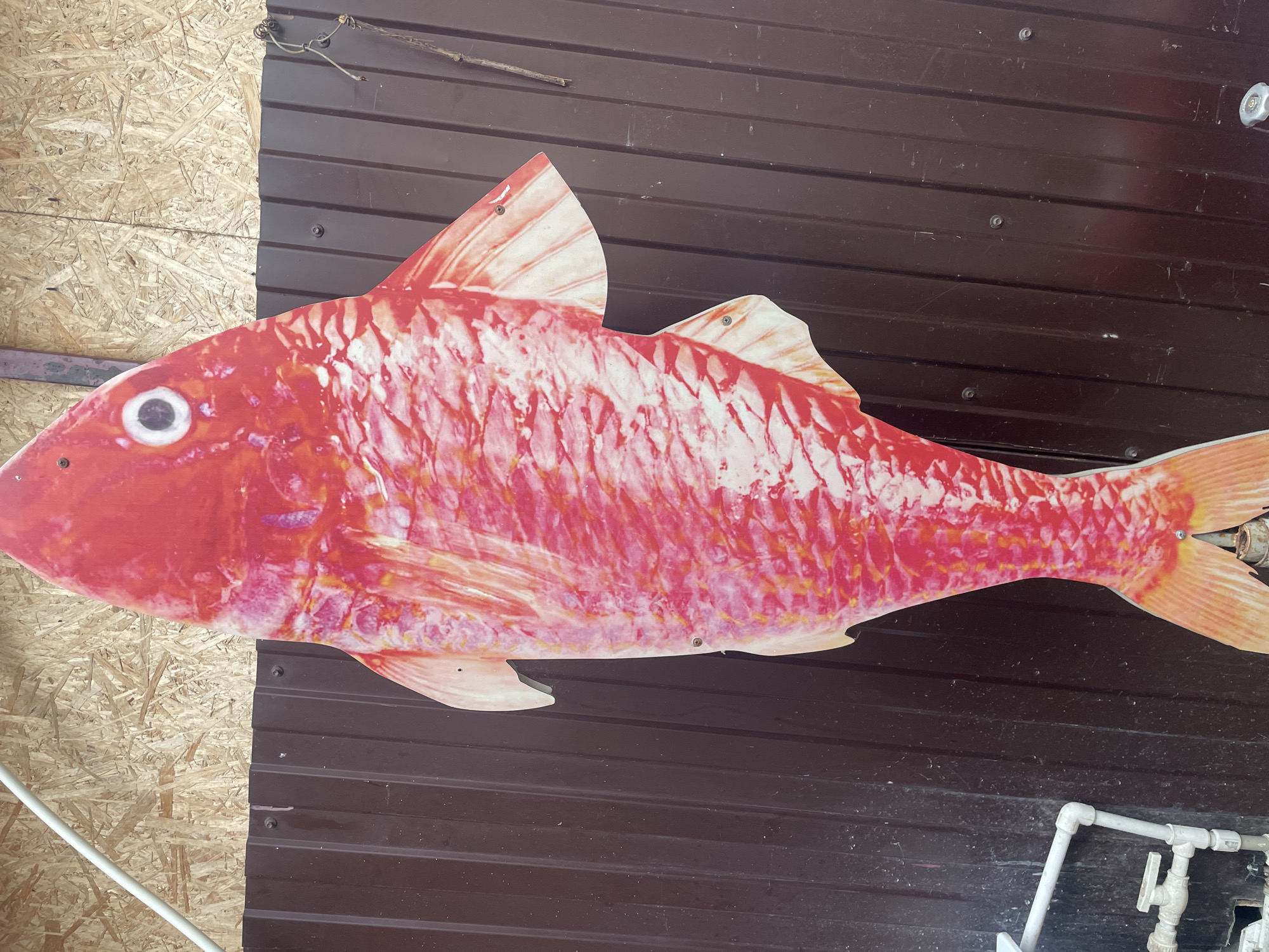 The image depicts a red and white fish-shaped sign attached to a brown wall, possibly made of corrugated metal. The wall is adjacent to a wall of light-colored wood panels. The fish is painted with red and white markings, mimicking the appearance of fish scales. Screws or bolts are visible, attaching the sign to the wall. The location, Olginka, Russia, is inferred by user request.