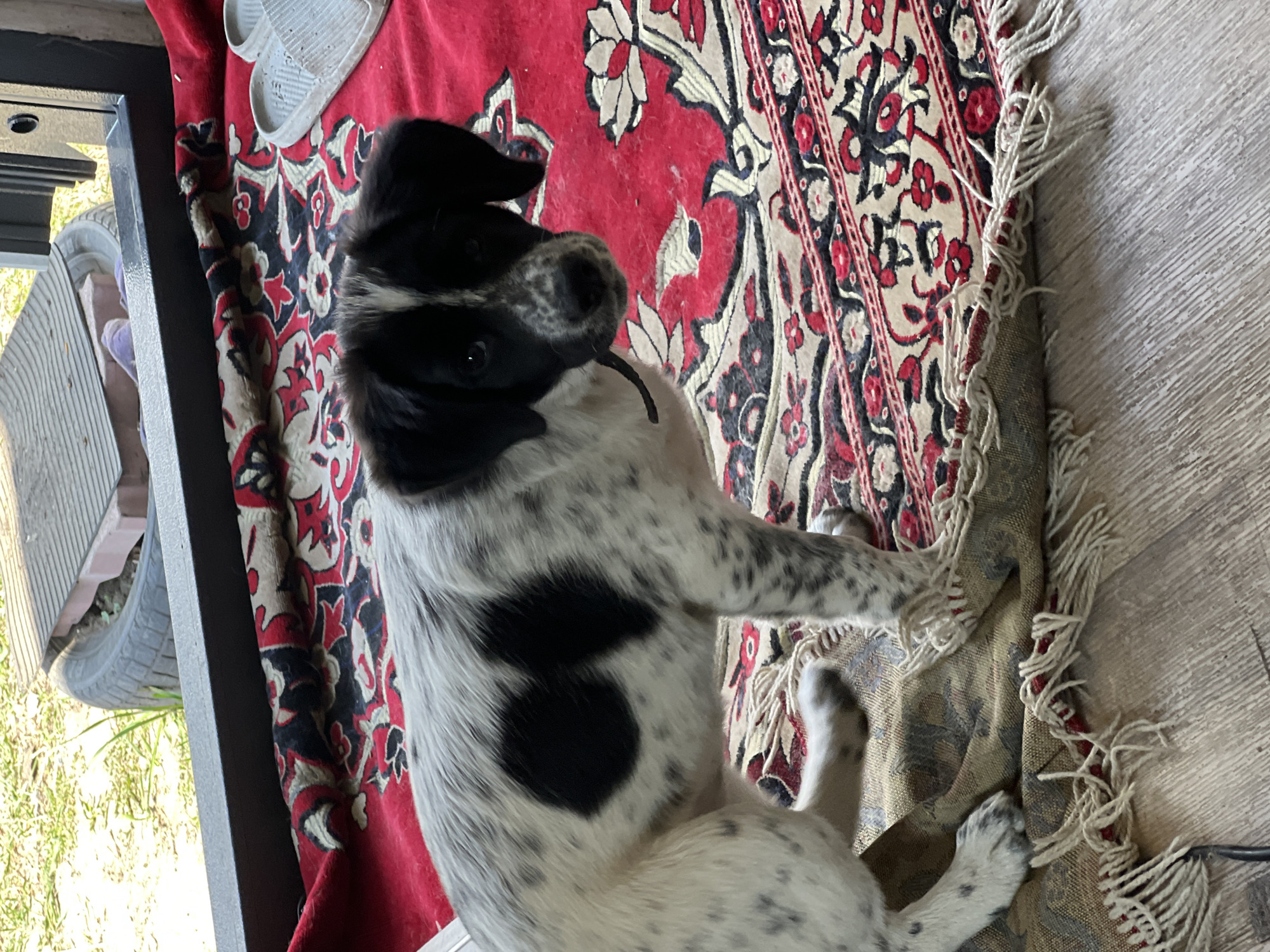 A black and white spotted dog is lying on its back on a red and patterned rug that sits on a gray and white wooden floor. The dog's head is black with white markings around its eyes and muzzle. The dog's body is mostly white with several black spots. The rug is patterned with red, black, and white designs, and it has a fringe along one edge. To the left of the rug is a black frame with a view of grass and what appears to be a tire or wheel outside. A pair of light gray sandals is partially visible at the top left of the frame, near the dog.