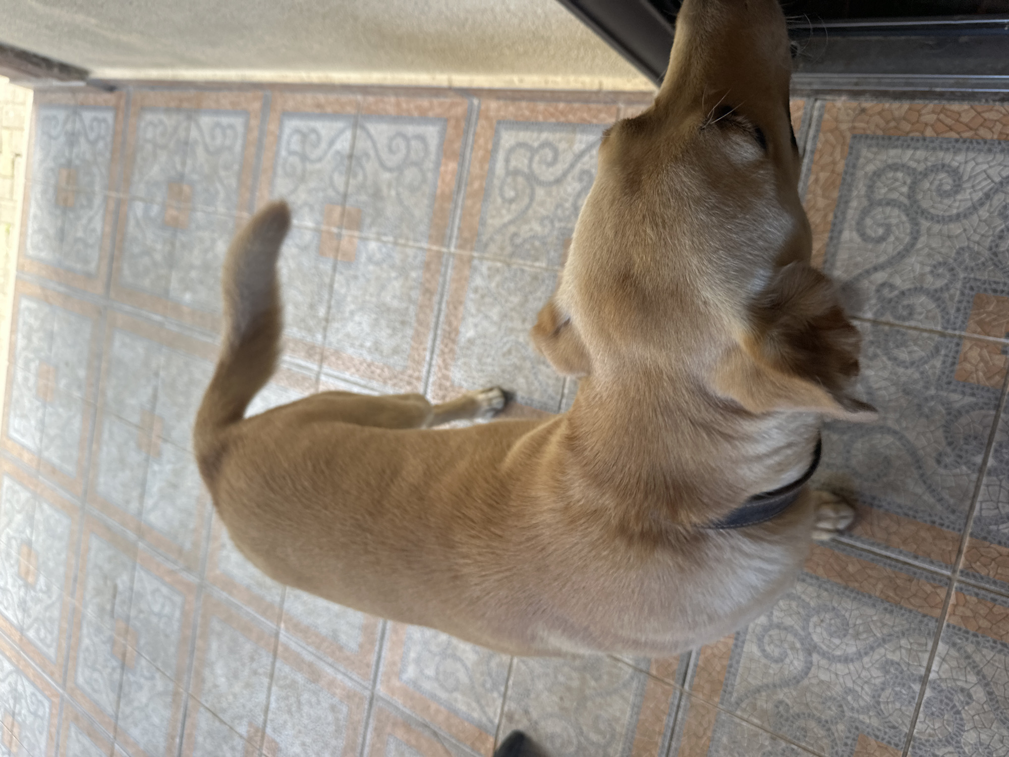 A light brown dog with a dark collar is viewed from above, standing on a tiled floor. The dog's body is curved, with its head turned to the right, its snout extending towards a dark object that may be a doorway or a piece of furniture. The tiled floor has a geometric pattern with squares of light grey, white, and orange-brown tiles. The background consists of a light-colored wall. The image appears to have been taken outdoors, possibly on a porch or patio. The location is specified as Sochi, Russia.