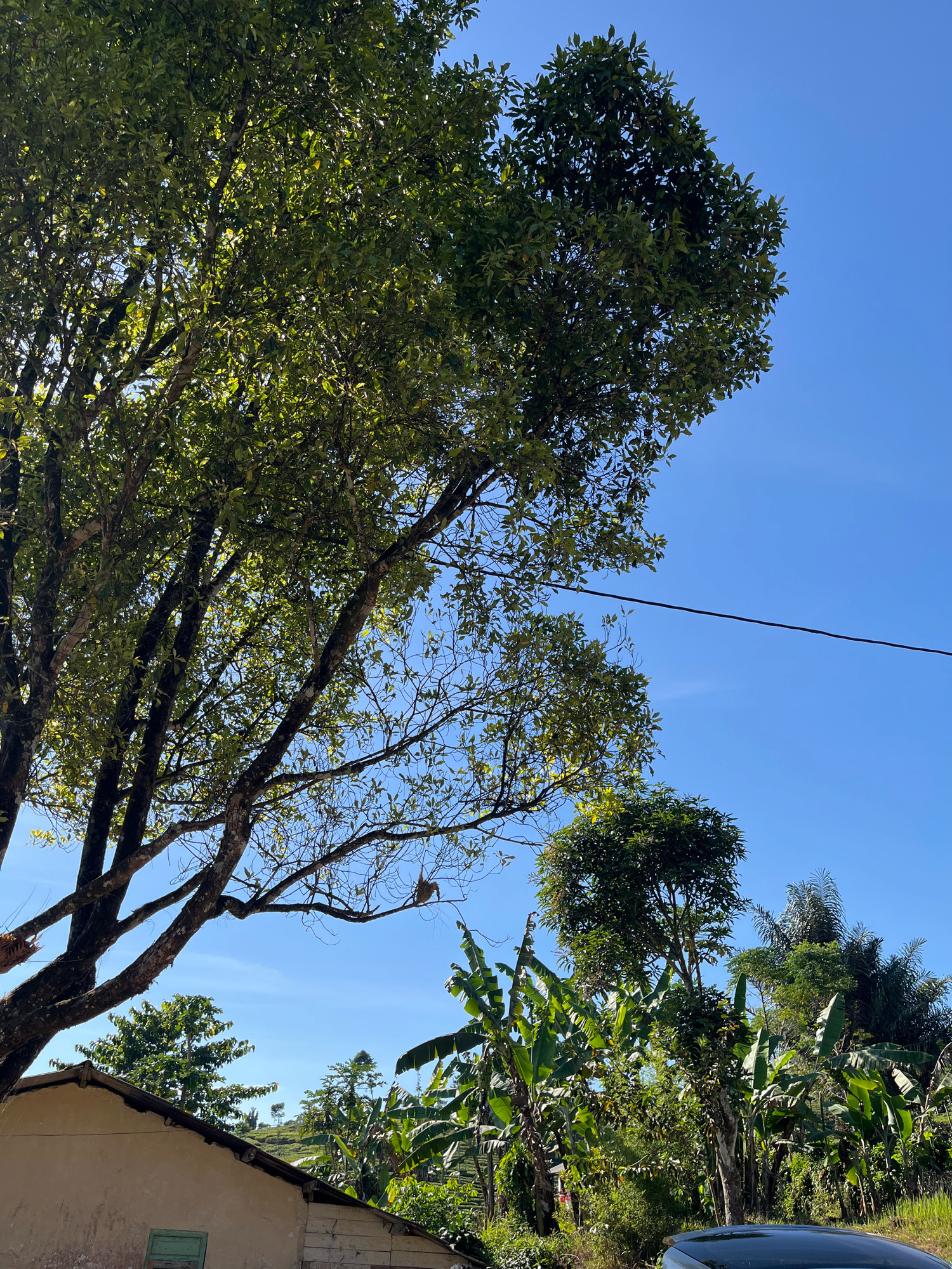 This is a photograph taken in the city of Tomblo, Indonesia, under a clear blue sky. The foreground is dominated by the dense green foliage of several trees, casting dappled sunlight onto the scene. A large tree with thick branches occupies the left side of the frame, its leaves a vibrant green. To the right, a variety of other trees and banana plants create a lush, tropical environment. In the lower left quadrant, the corner of a building with a light-colored, textured wall and a light green window is visible. Further into the background, a landscape of rolling hills covered in vegetation suggests a rural or semi-rural setting. A black cable stretches horizontally across the upper right portion of the image. The overall impression is one of a sunny day in a verdant, natural landscape.