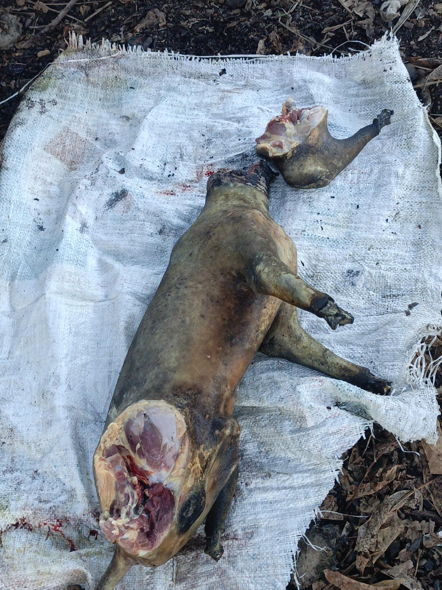 A dead, butchered animal lies on a white woven sack in an outdoor setting, possibly in Akwanga, Nigeria. The animal appears to be a quadruped, perhaps a pig or similar livestock, with its head severed and a portion of a hind leg removed, exposing raw meat. The sack is stained and resting on a surface with dirt and leaves.