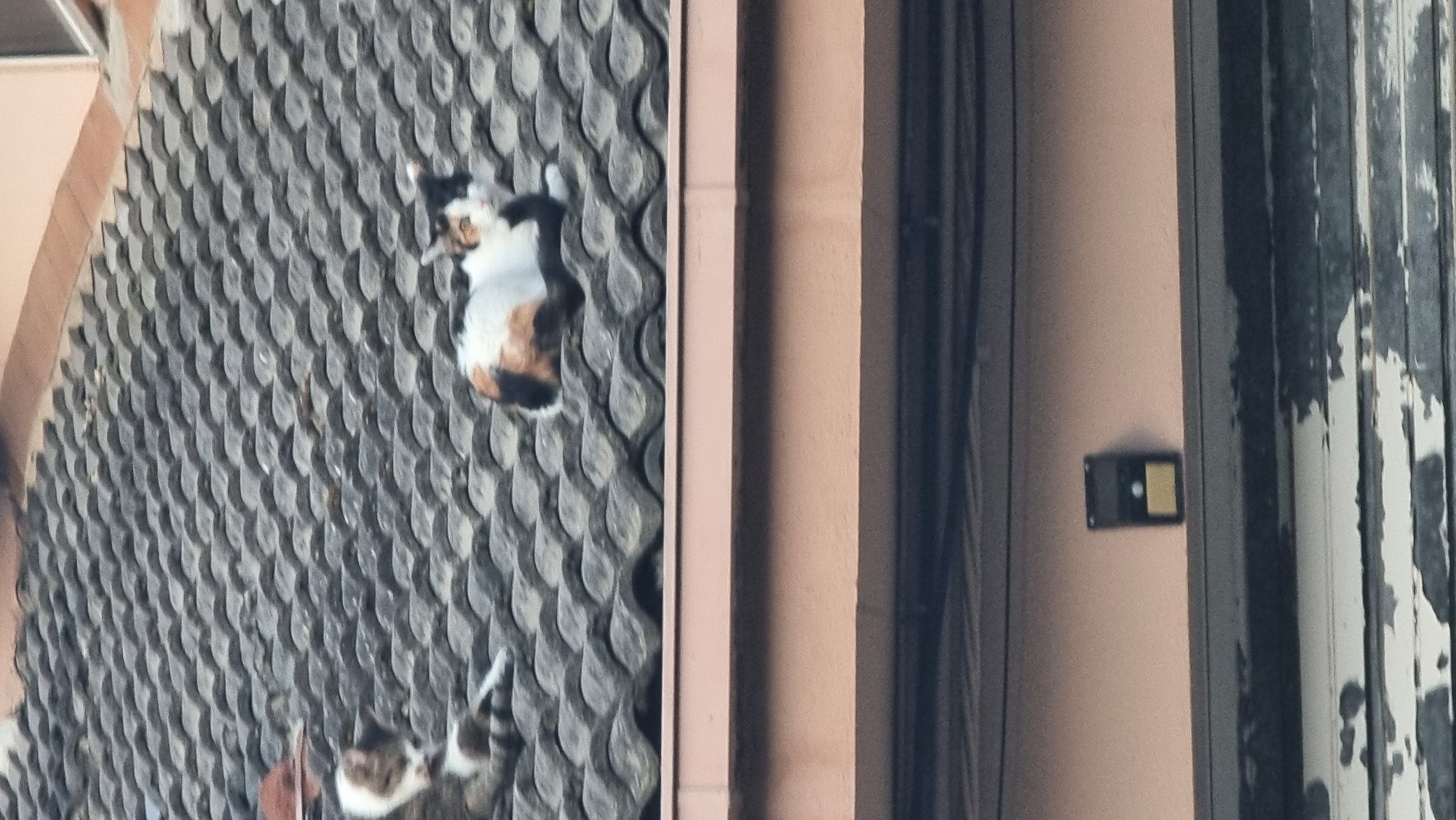 Two cats are resting on a tiled roof. One cat is predominantly white with tabby markings, lying on its side on the left. The other cat, a calico with white, black, and orange patches, is curled up on the right. Below the roof, there is a pink wall with a dark fixture mounted on it. The image appears to be taken from a low angle looking upwards.