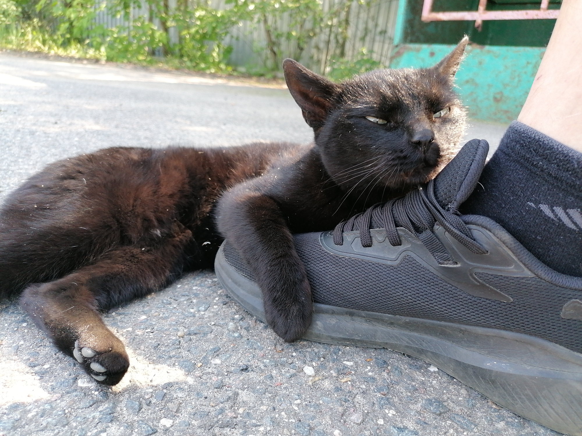 A black cat is lying on the asphalt with its head resting on a black sneaker, which is on a person's foot. The cat's body is stretched out on the ground, and its paws are visible. The cat's eyes are partially closed, and it appears to be relaxed. The background shows a blurry fence and foliage, suggesting an outdoor urban environment. The lighting indicates it is daytime, possibly late afternoon due to the warm tones and shadows.