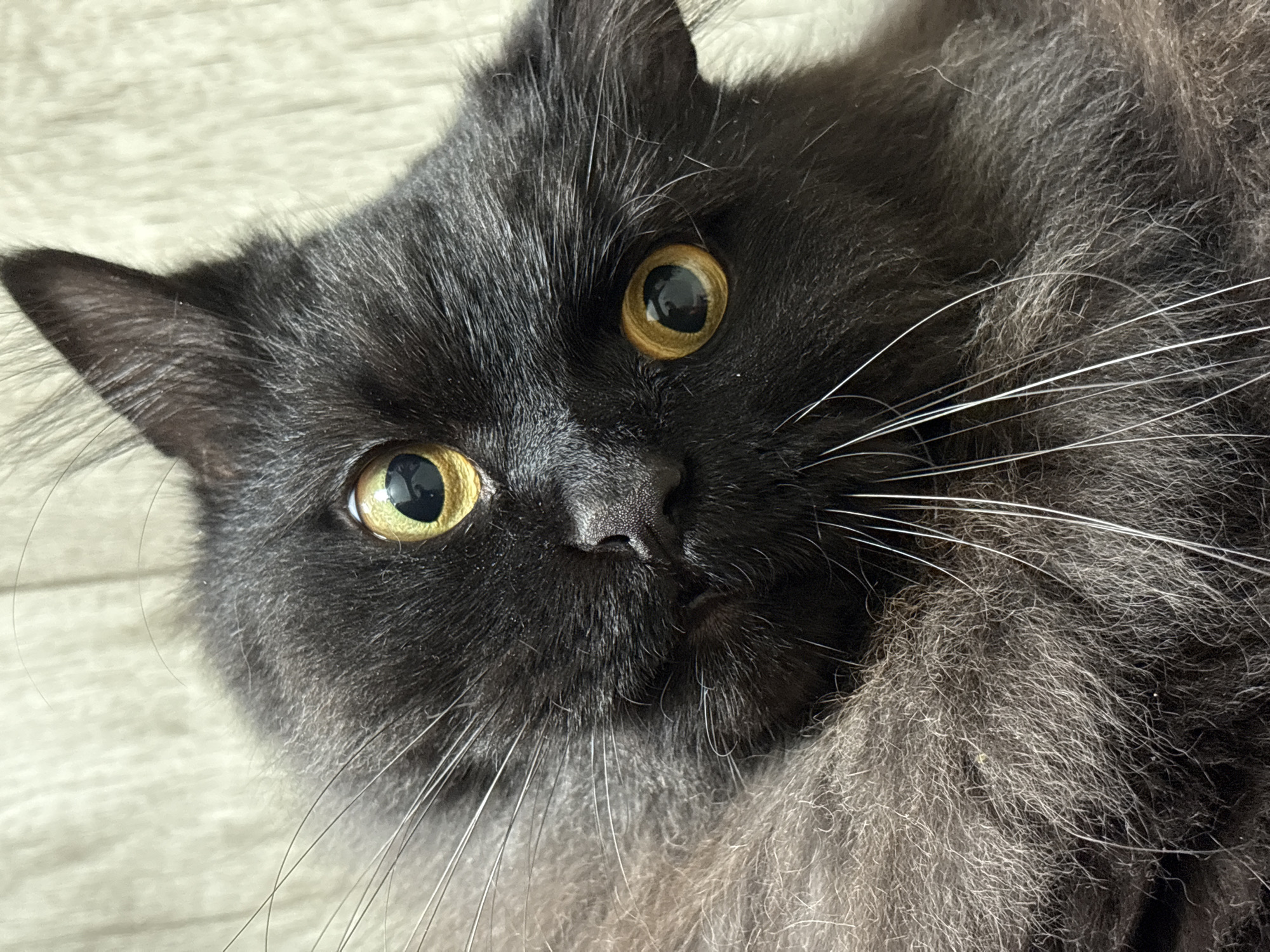This is a close-up, high-angle, portrait-style photograph of a black cat's face. The cat has striking yellow eyes with black pupils and prominent white whiskers. Its fur appears long and fluffy, with some lighter grey hairs visible, particularly around its snout and chest. The background is a blurred, light-colored textured surface, possibly wood or fabric. The lighting is soft, highlighting the cat's features. There is no indication of the city of Krasnokamsk, Russia, in the image.