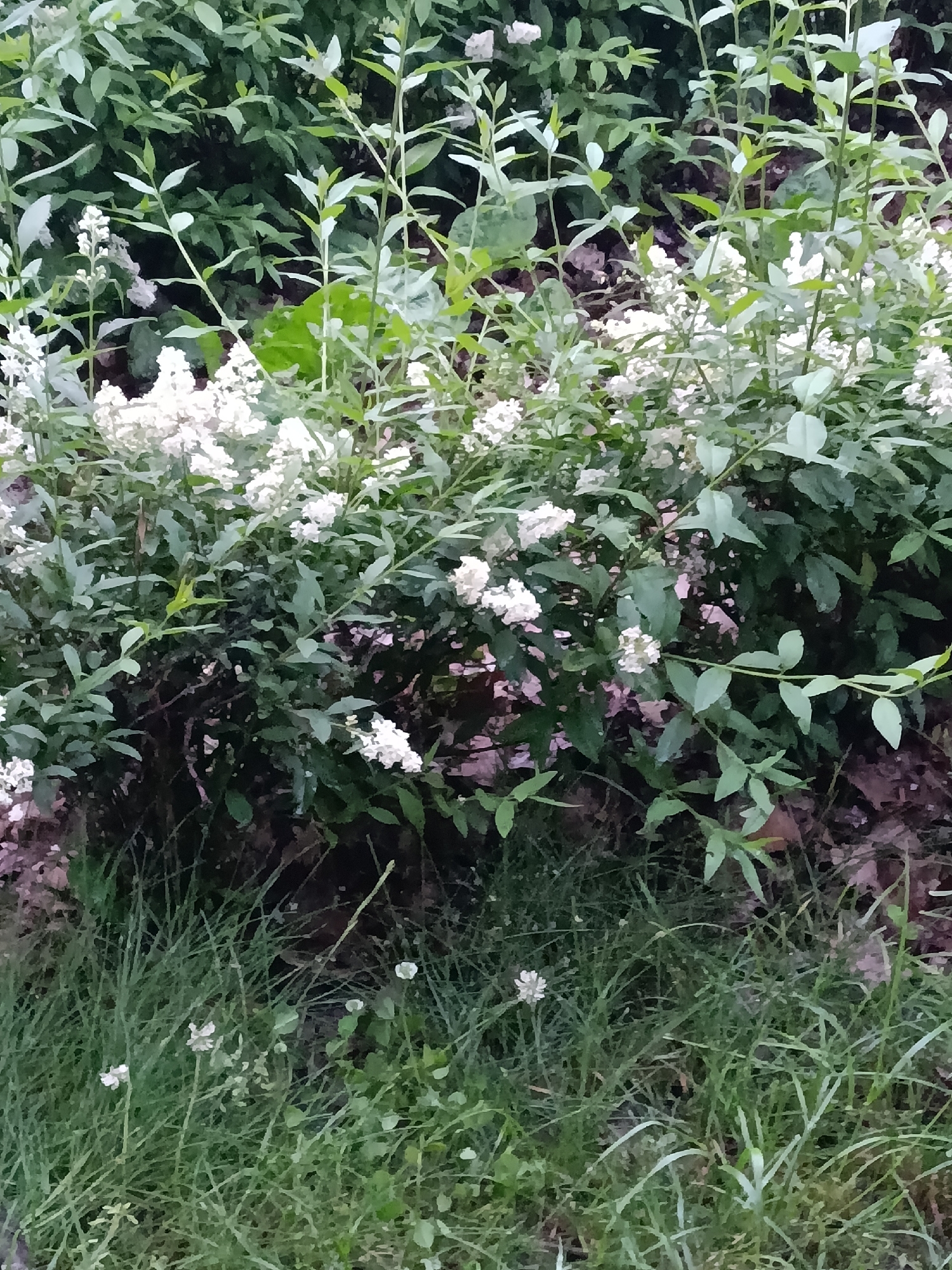 A medium-shot photograph captures a dense bush with clusters of small white flowers, set against a backdrop of darker green foliage. The bush is situated in an outdoor environment, with a patch of tall green grass in the foreground. The lighting suggests it is daytime, with no harsh shadows. There are no people or animals visible in the image. The scene appears to be a natural or semi-natural setting, possibly a garden or park. The image does not contain any specific landmarks or clues that would allow for pinpointing its exact location within the city of Stavropol, Russia. The overall impression is one of a serene, green, and floral environment.