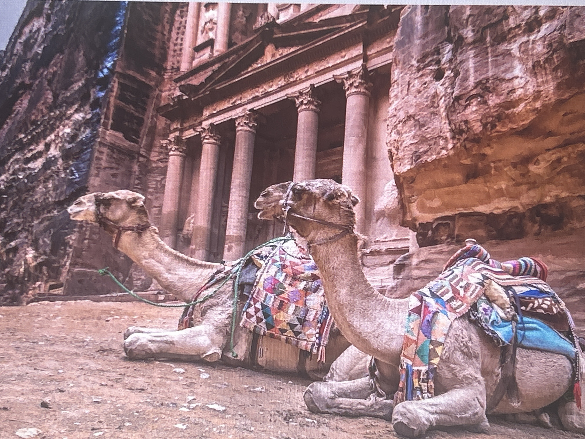 The image depicts two camels resting on sandy ground in front of a large, ancient stone structure with columns. The camels are adorned with colorful saddle blankets. The background features a monumental facade carved into a cliff face, characterized by classical architectural elements like columns and pediments. The overall setting appears to be a historical or archaeological site. The image is a photograph. This location is not in Sofia, Bulgaria.