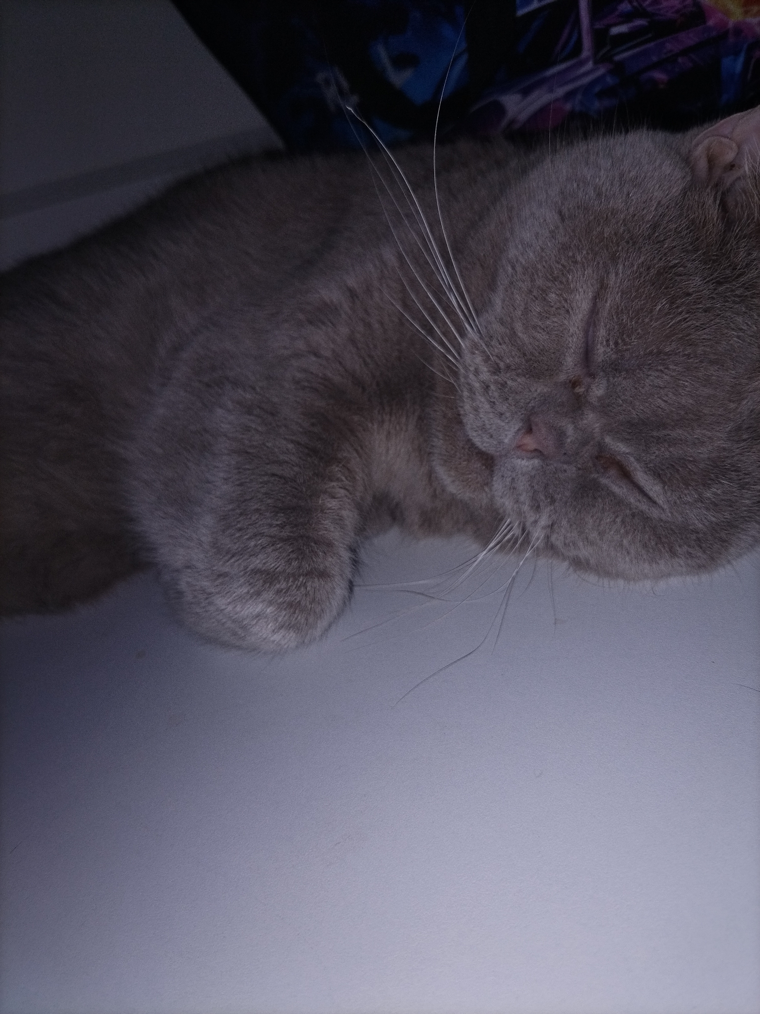 This media file features a close-up, overhead shot of a grey cat sleeping. The cat's fur is short and appears to be a solid grey color. Its eyes are closed, and its head is resting on a flat, light-colored surface, likely a table or shelf. The cat's whiskers are long and white, fanning out from its snout. In the background, there is a dark, textured fabric with a blue and purple pattern. The lighting is dim, suggesting it might be nighttime or an indoor setting with low light. The overall mood is peaceful and serene, emphasizing the cat's restful state. There is no visible text in the image.