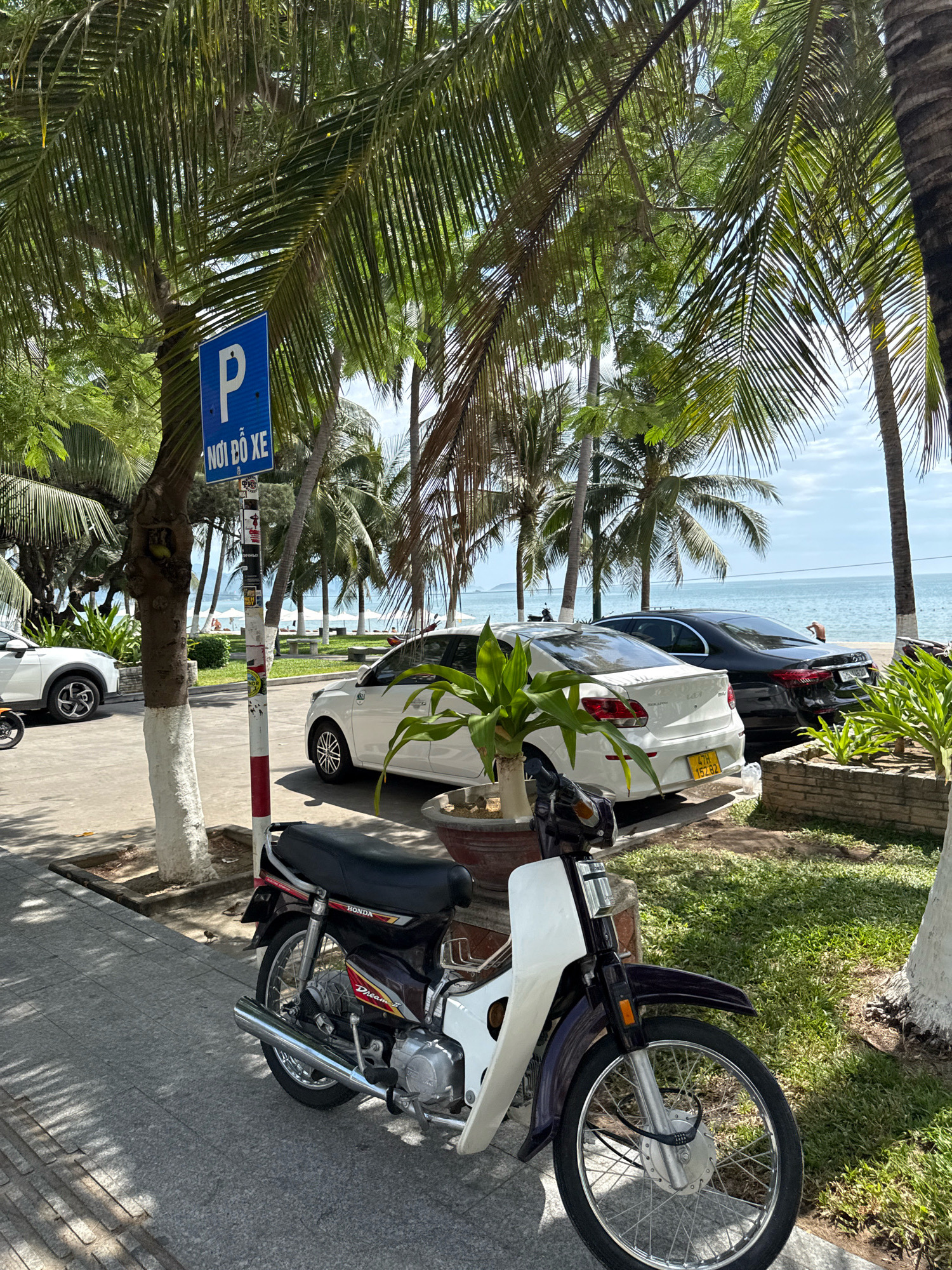 The image captures a street scene in Nha Trang, Vietnam, near the beach. In the foreground, a dark purple and white Honda Dream motorcycle is parked on a sidewalk. The motorcycle has a silver exhaust pipe and chrome accents. Behind the motorcycle, a white sedan is parked, followed by a black luxury sedan. The white sedan's license plate reads "47H 152.82".
Beyond the cars, palm trees line a grassy area, leading to a view of the ocean. Beach umbrellas and lounge chairs are visible on the sand, indicating a public beach area. The sky is mostly clear with some clouds. A blue parking sign with a white "P" and Vietnamese text "NƠI ĐỖ XE" (parking area) is mounted on a pole. The overall scene depicts a typical sunny day in a coastal Vietnamese city, with a mix of vehicles, natural elements, and signs of leisure activity.