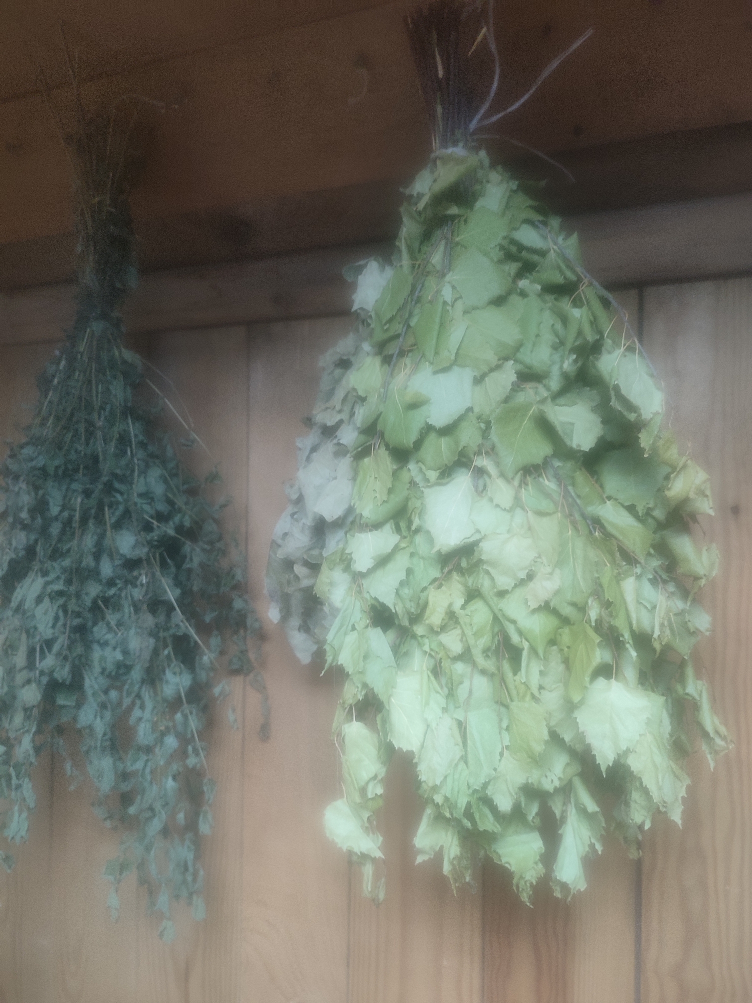 Two bundles of leafy branches hang against a wooden wall. The bundle on the left is darker and appears dried, while the one on the right is lighter green and lusher. The environment is blurry and unclear, but the wooden wall suggests an interior space. The image lacks specific identifying features to confirm the location in Sarapul, Russia.