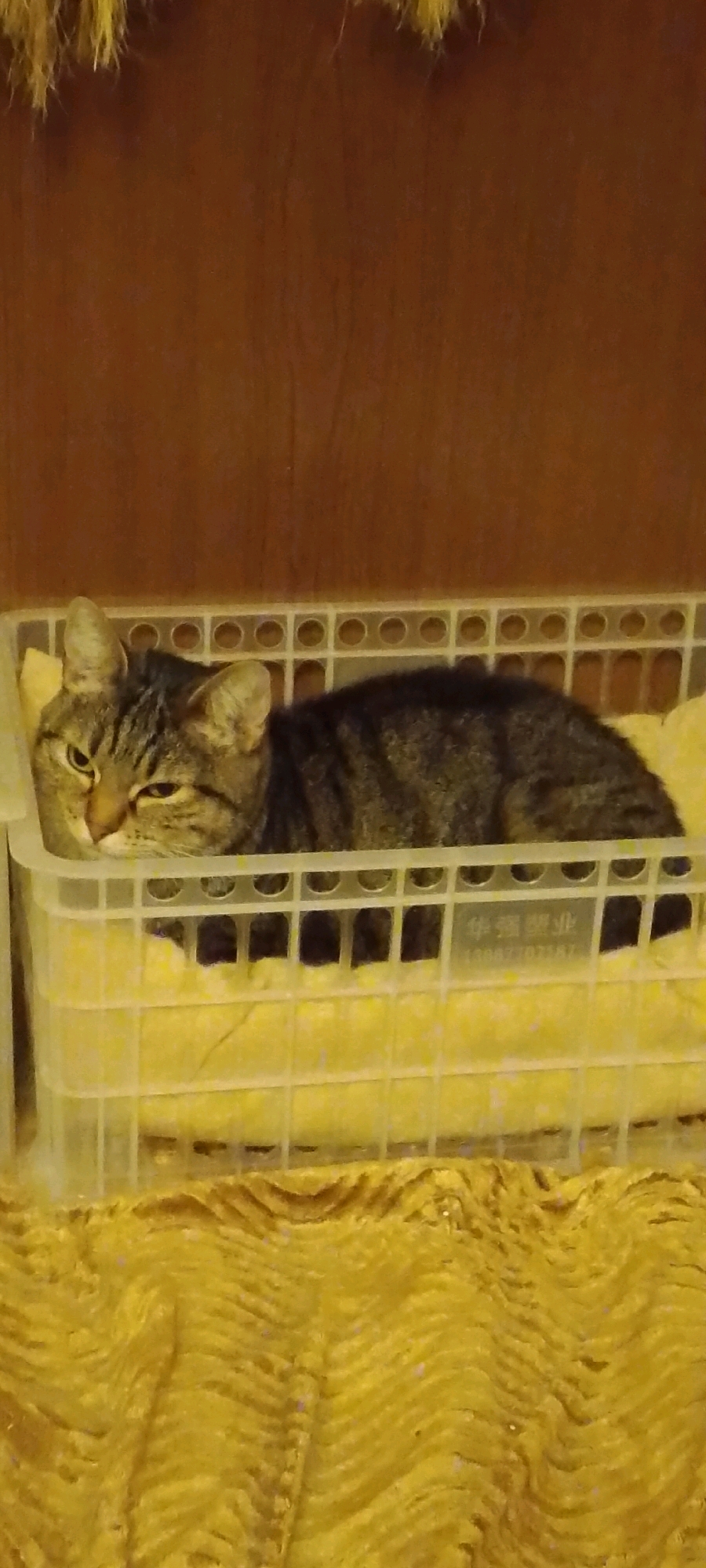 A tabby cat is resting in a white plastic basket lined with a yellow blanket. The basket is placed on a textured yellow surface. In the background, a wooden surface is visible. The image appears to be a domestic setting, and there is no indication of it being located in Belgorod, Russia.