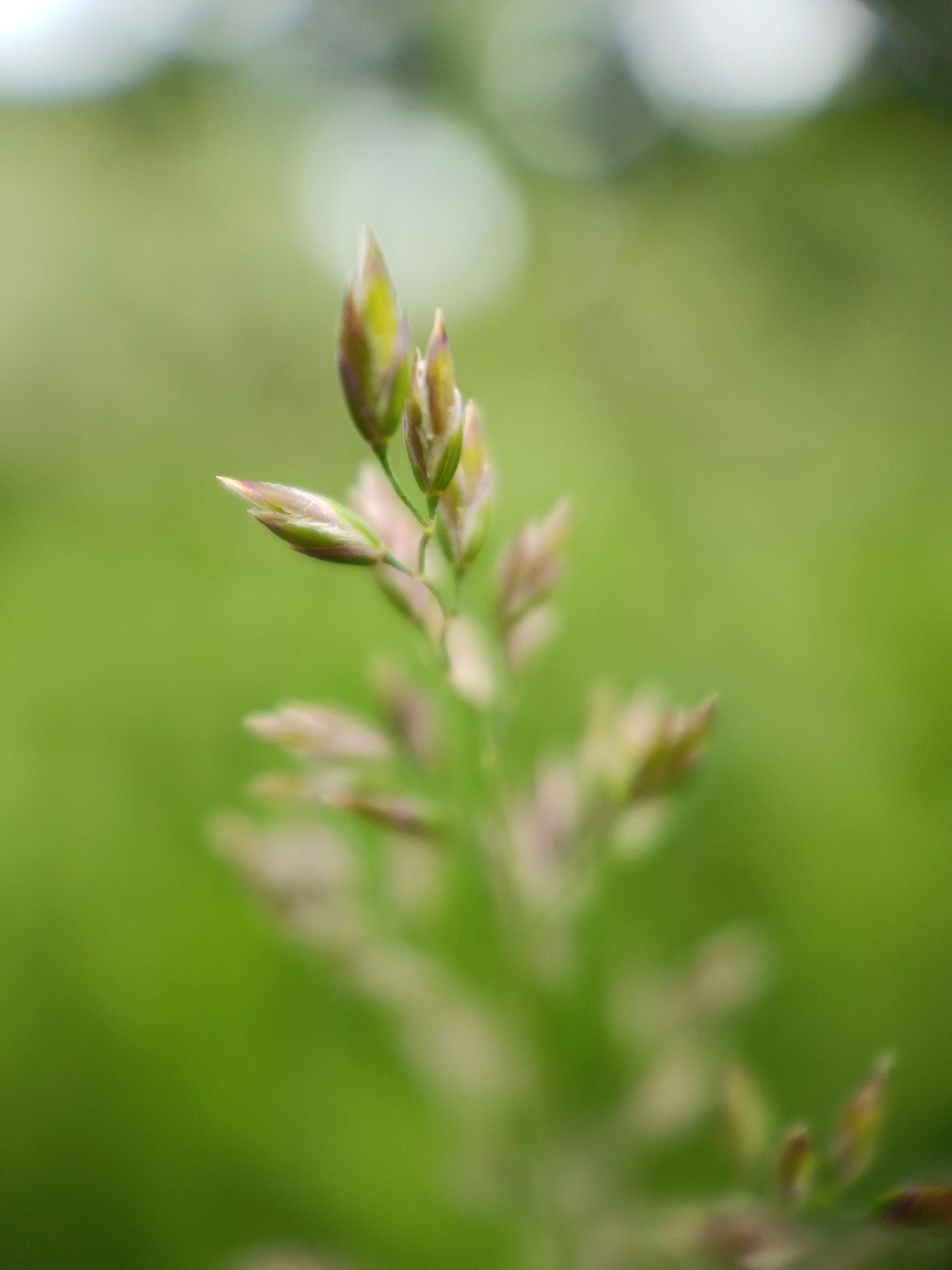 A close-up photograph shows a single stalk of grass with seed heads in focus against a blurred green background. The grass is predominantly green and brown with hints of pink, the seed heads are clustered at the top of the stalk. The location cannot be determined from the image itself and the supplied location must be taken as provided. Lermontov, Russia cannot be confirmed by the image alone. No people, other subjects, objects, actions, or interactions are visible other than the stalk of grass. The environment is a field or yard of green vegetation.