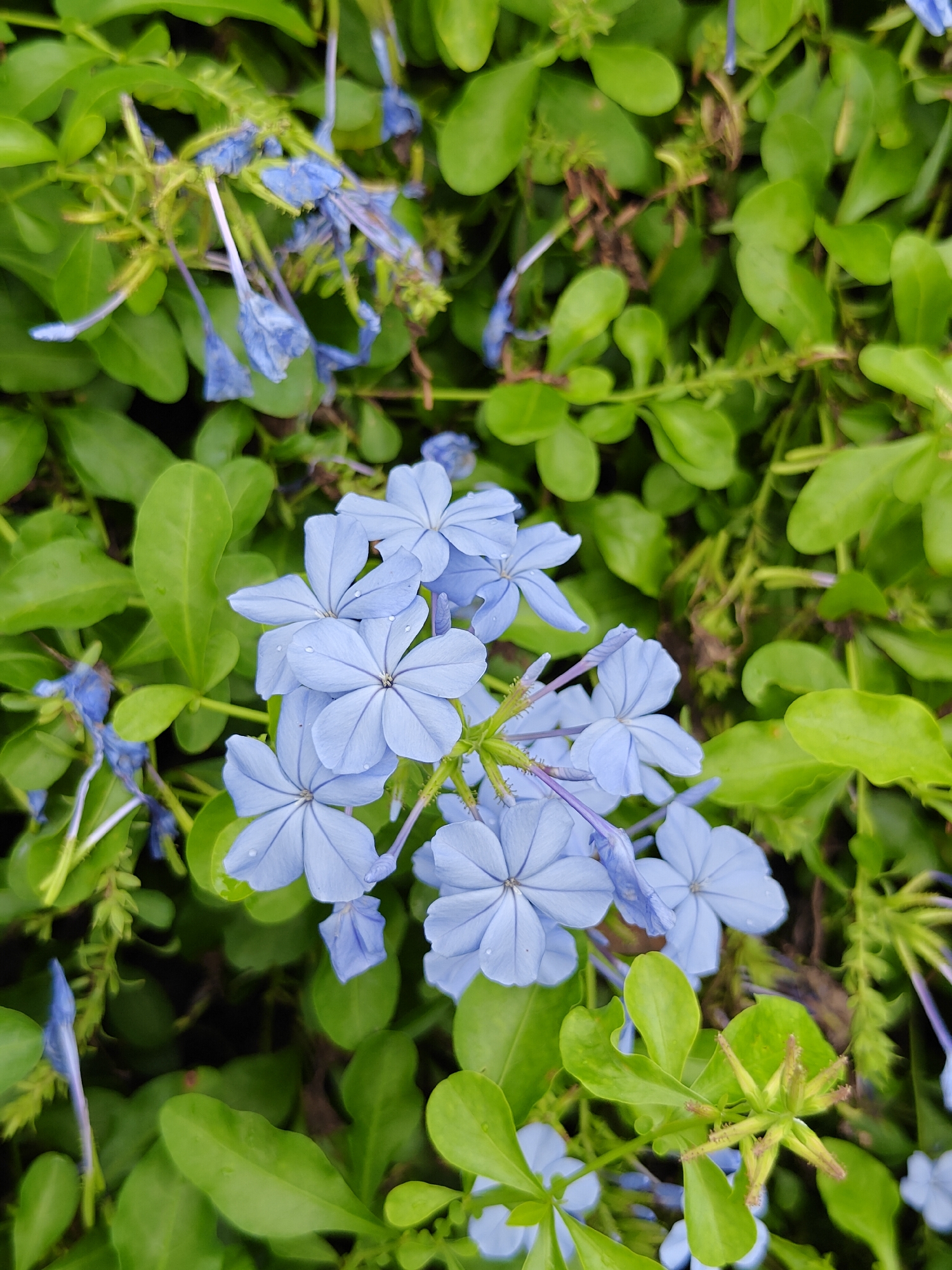In the city of Ban Amon Si, Thailand, a cluster of delicate light blue plumbago flowers with five petals each are in full bloom. The flowers are interspersed with vibrant green leaves, some of which have water droplets on their surfaces, suggesting recent rain or dew. The background is a lush tapestry of more green foliage, creating a natural and serene scene. The image captures the beauty of these blossoms against a verdant backdrop.