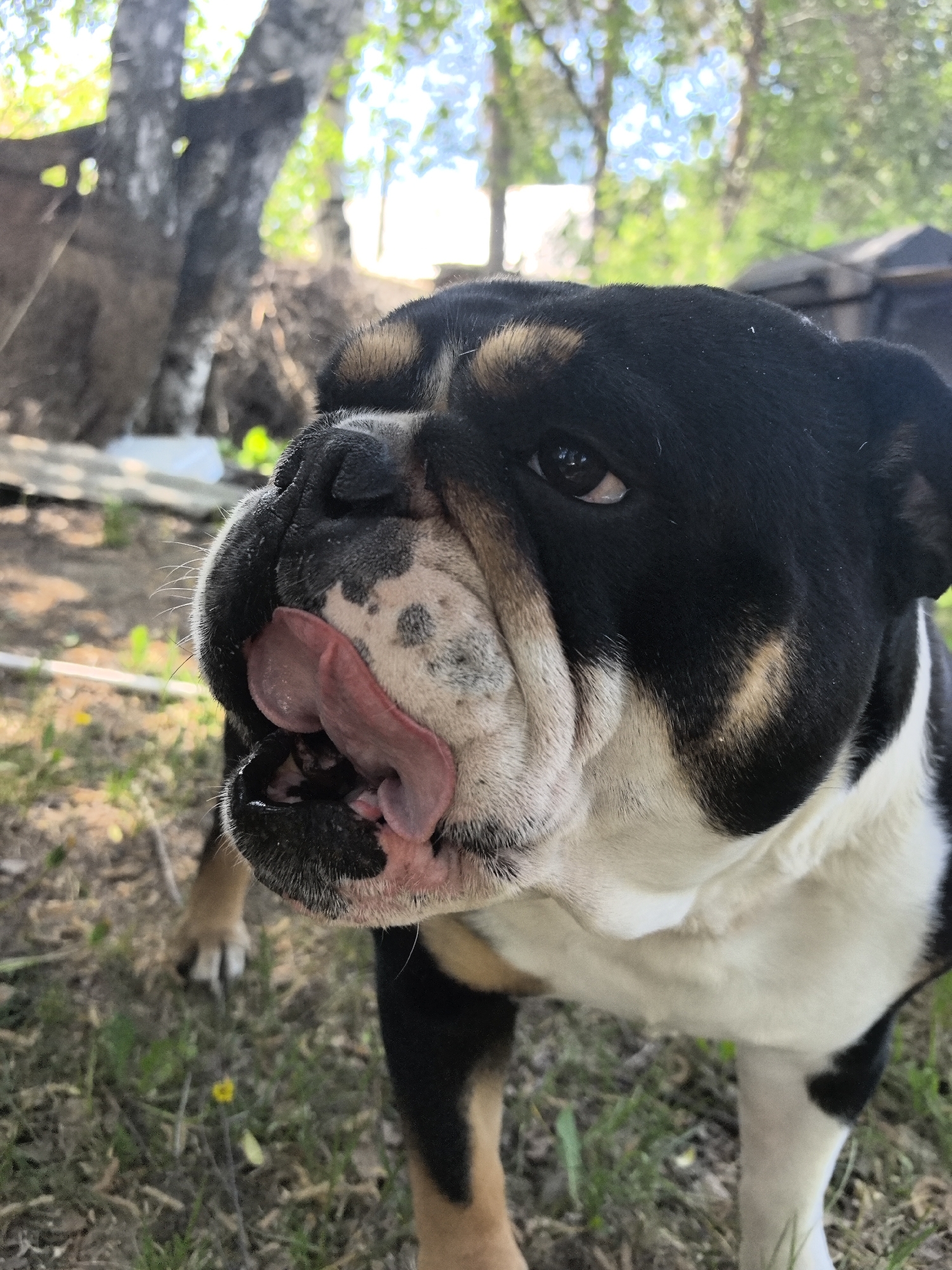 A close-up shot of a black, white, and tan English Bulldog is licking its nose with its tongue. The dog is outdoors, standing in grass. In the background, there are trees, some with peeling white bark, and what appears to be a shed or outbuilding. The photograph appears to have been taken at ground level. The location in the city of Noviy, Russia is not knowable with the provided image.