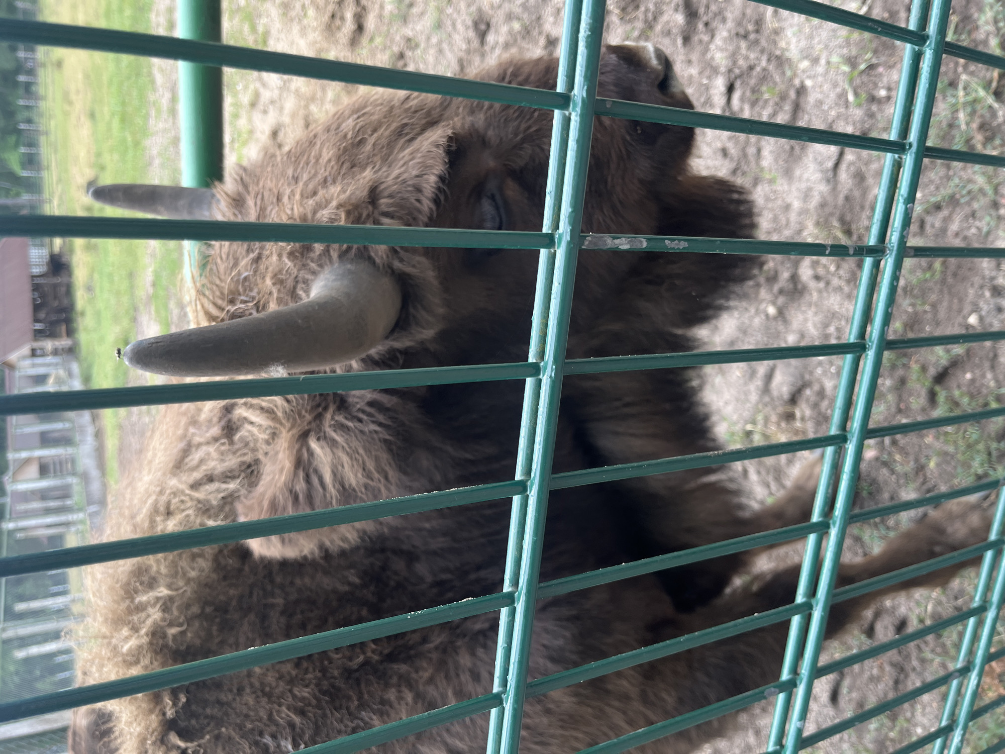 This is a medium-shot, eye-level, outdoor photograph of a European bison (Bison bonasus) behind a green metal fence. The bison is facing slightly to the right, with its head lowered and partially obscured by the fence. The animal has thick, brown, shaggy fur and two curved horns. A small insect is visible on the tip of the bison's left horn. The background shows a grassy enclosure with some wooden structures and a green railing. The ground appears to be dirt and grass. The location is the Belovezhskaya Pushcha National Park, near the village of Kamianyuki in the Kamianyuki rural council, Belarus.