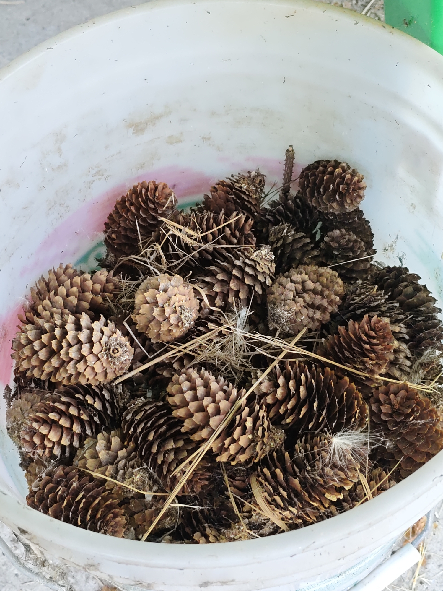 A high-angle, close-up shot shows a white bucket filled with numerous pinecones. The pinecones are various shades of brown and are tightly packed together, with some pine needles and other organic debris interspersed among them. The bucket appears to be made of plastic and has some scuff marks and a faint pink and green ring on its interior surface. The background is out of focus but suggests an outdoor setting with some dirt or gravel visible at the bottom edge of the image. There are no people or animals present in the scene. The scene is not specific to Rostov-on-Don, Russia, or any particular city.