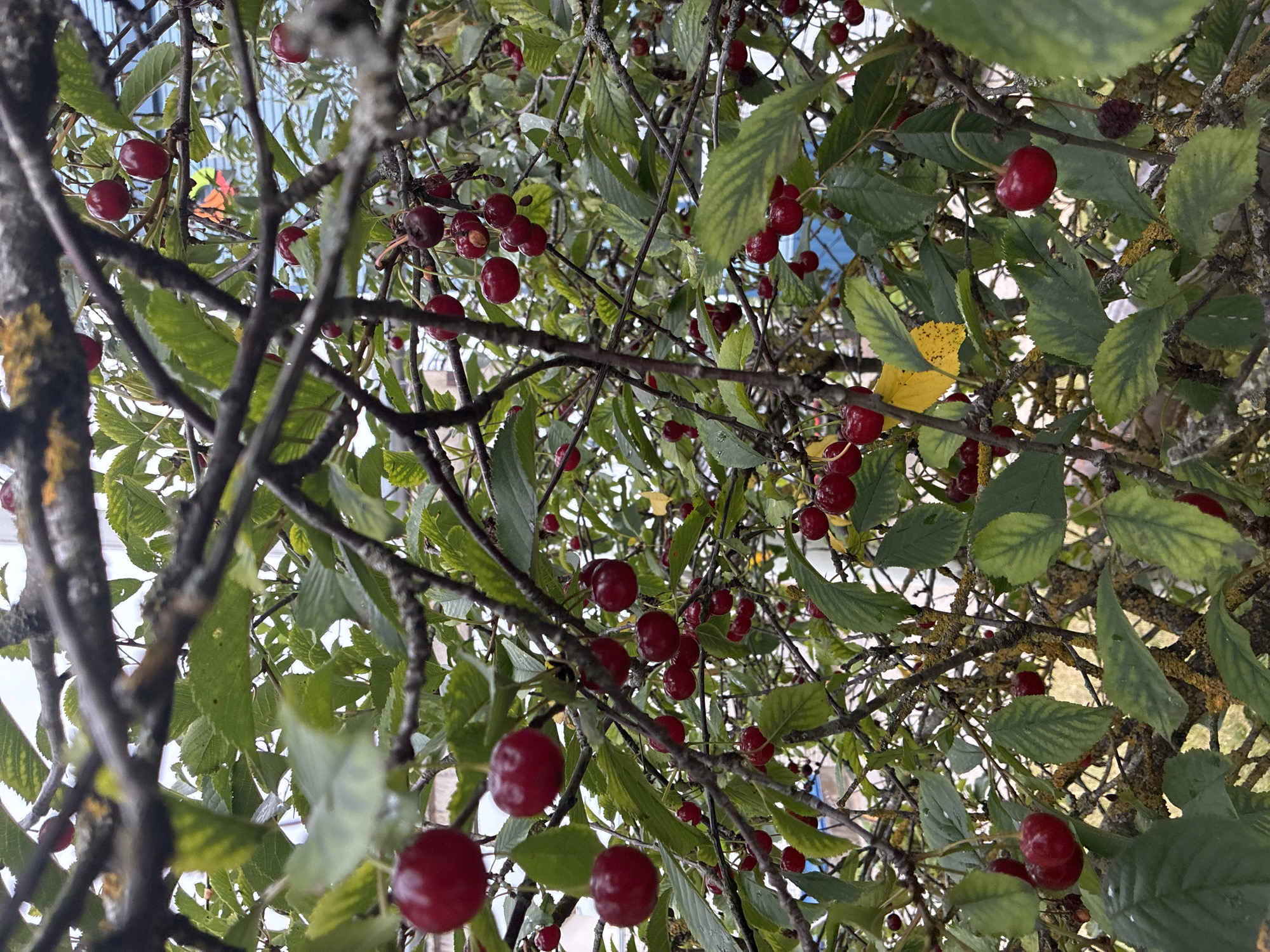The image depicts a close-up view of a cherry tree laden with ripe, red cherries. The cherries are predominantly a deep crimson color, with some exhibiting a slightly lighter hue. They are clustered on thin stems, hanging from the branches of the tree. The branches themselves are dark and somewhat gnarled, with a rough texture, and some are covered in lichen, indicating an outdoor setting. Green leaves, some appearing lush and others slightly weathered or yellowed, are interspersed throughout the branches, providing a contrast to the red fruit. The background is blurred, but suggests an outdoor environment, possibly a garden or yard, with hints of sky and possibly structures. The overall impression is one of a natural, fruitful scene. The cherries appear to be growing on a tree in Haapsalu, Estonia.