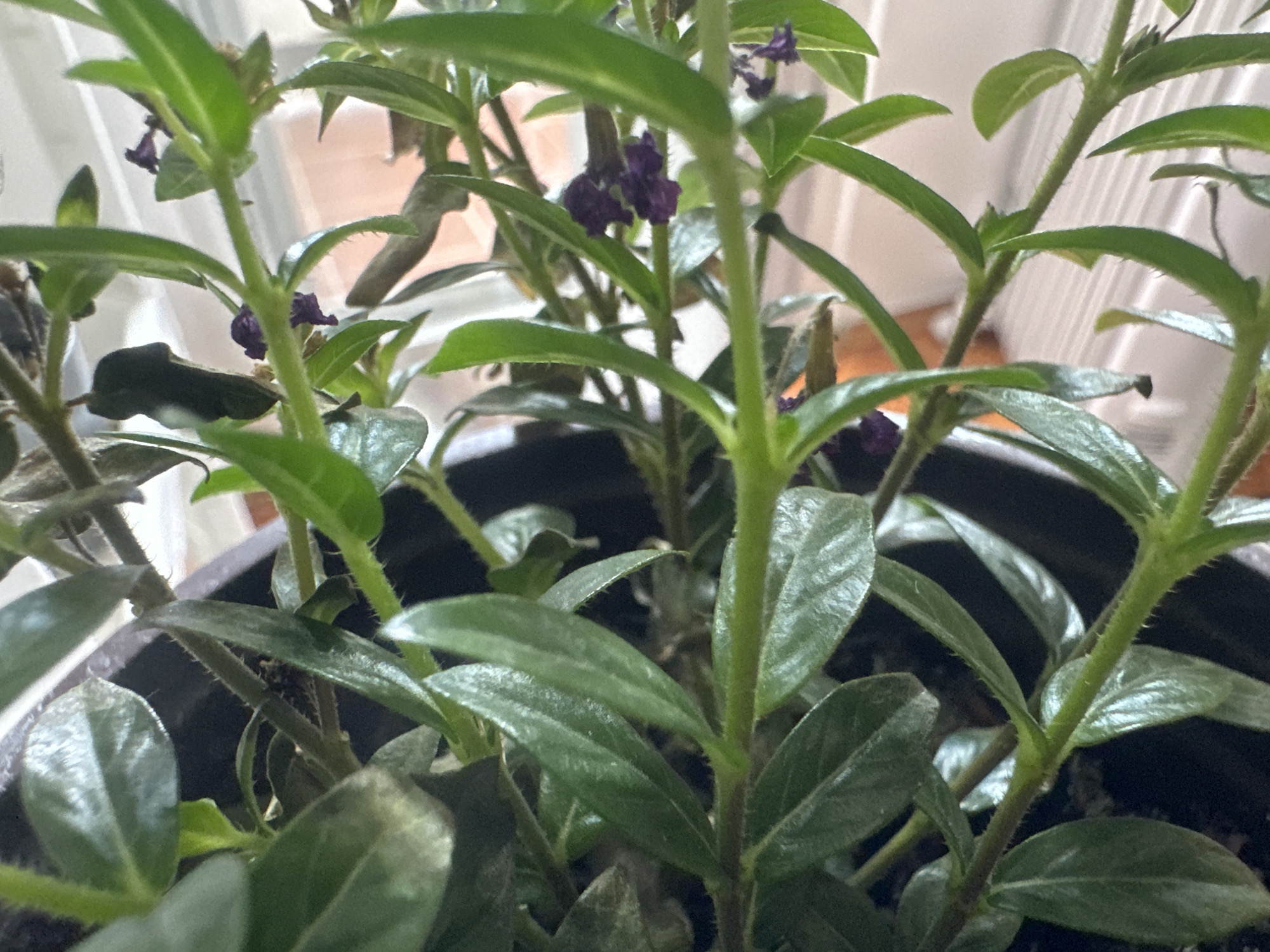 The media file is a close-up, eye-level shot of a potted plant. The plant has green, oval-shaped leaves and small, dark purple flowers. The stems are thin and green, with some fuzzy hairs visible. The plant is in a dark-colored pot, the top edge of which is visible. In the background, out of focus, is a window with white blinds, suggesting an indoor setting, likely a home or office. The lighting appears to be natural, coming from the window. The scene is static, with no discernible activity taking place. There is no visible text. The overall impression is one of a healthy houseplant, possibly in a room in Belgrade, Serbia, given the provided location context.