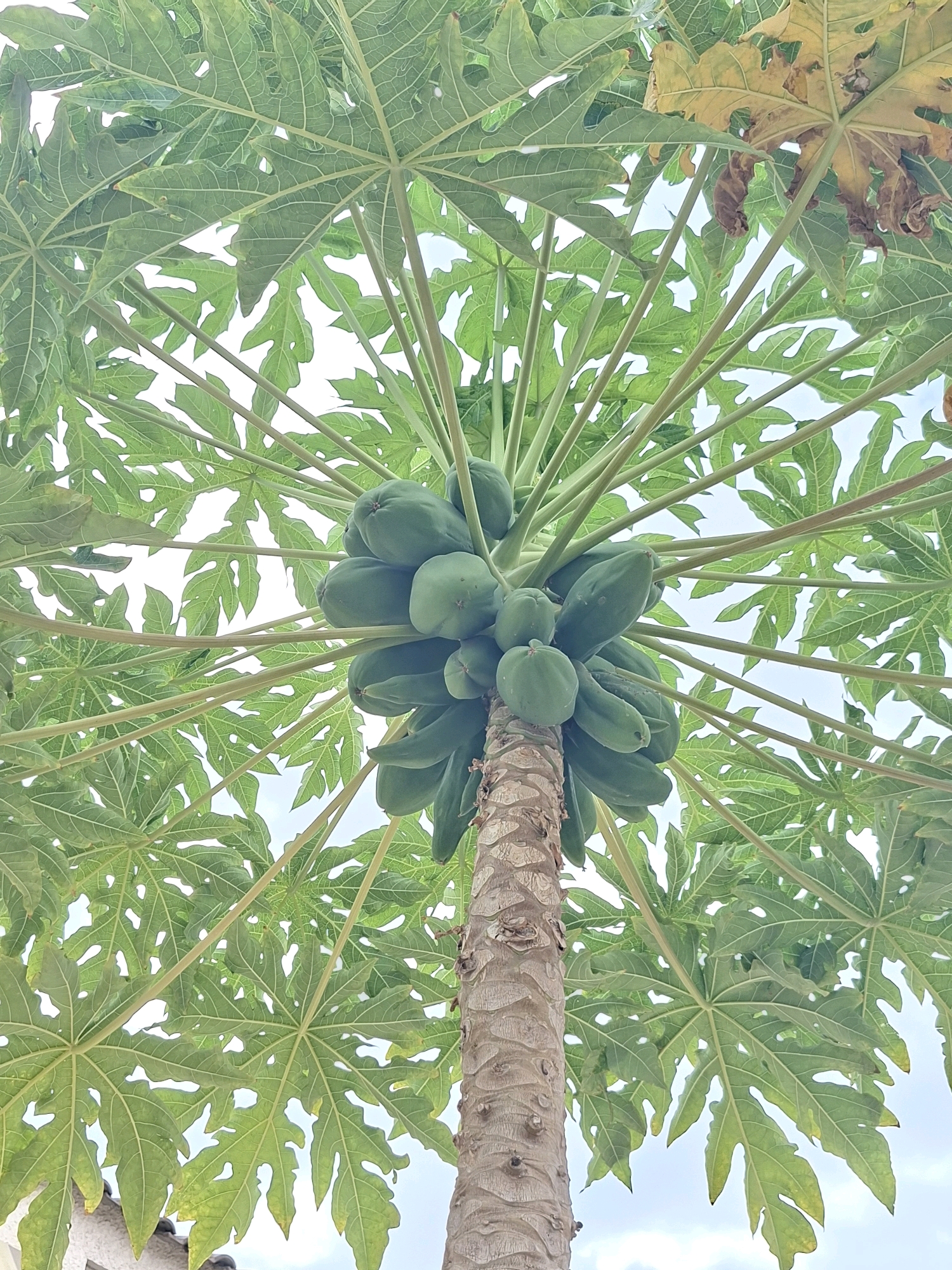 This is a low-angle, full-shot photograph of a papaya tree in Torrevieja, Spain. The tree is laden with green papayas, clustered around the top of its trunk, which is visible in the lower center of the frame. The trunk has a rough, textured bark with visible rings. Large, palmate leaves, with serrated edges and prominent veins, fan out from the top of the trunk, obscuring much of the pale blue sky with scattered clouds. Some of the leaves are a vibrant green, while others show signs of yellowing and browning, particularly towards the edges. The light suggests it is daytime. There are no people or animals visible in the image. The setting appears to be outdoors, possibly a garden or natural area within Torrevieja.
