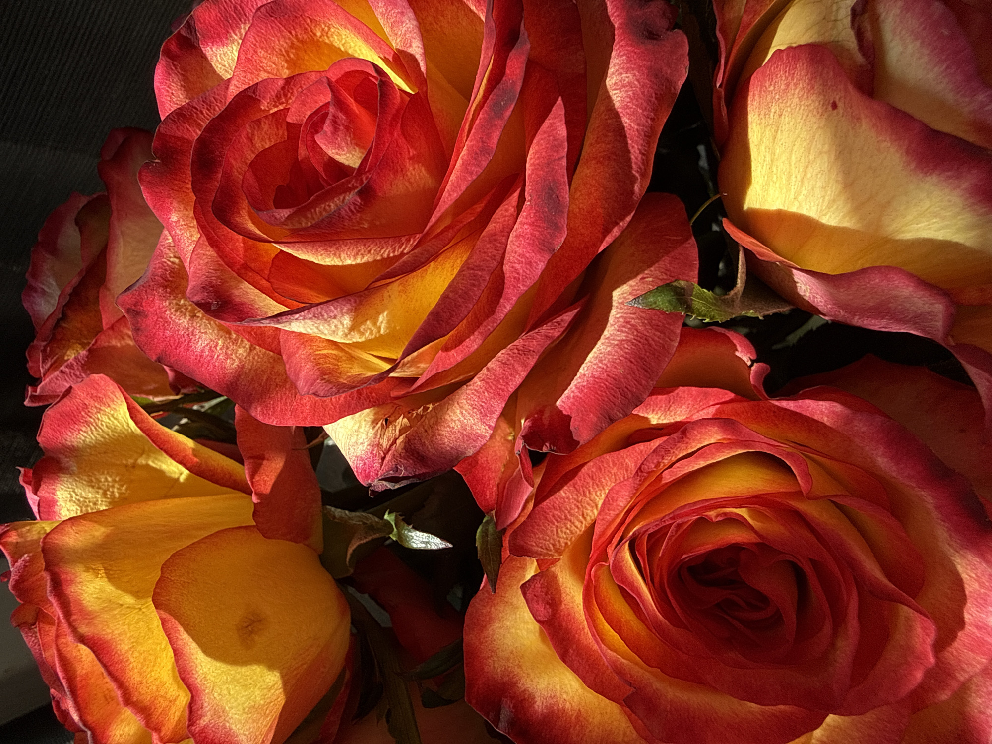 The image displays a close-up, overhead view of a bouquet of bi-colored roses, predominantly red with yellow centers. The lighting suggests an outdoor setting, possibly near a window, casting strong shadows and highlighting the texture of the petals. The background is dark and out of focus. There are no people or identifiable landmarks in the image. Therefore, it is not possible to determine its location within Bad Sachsa, Germany.