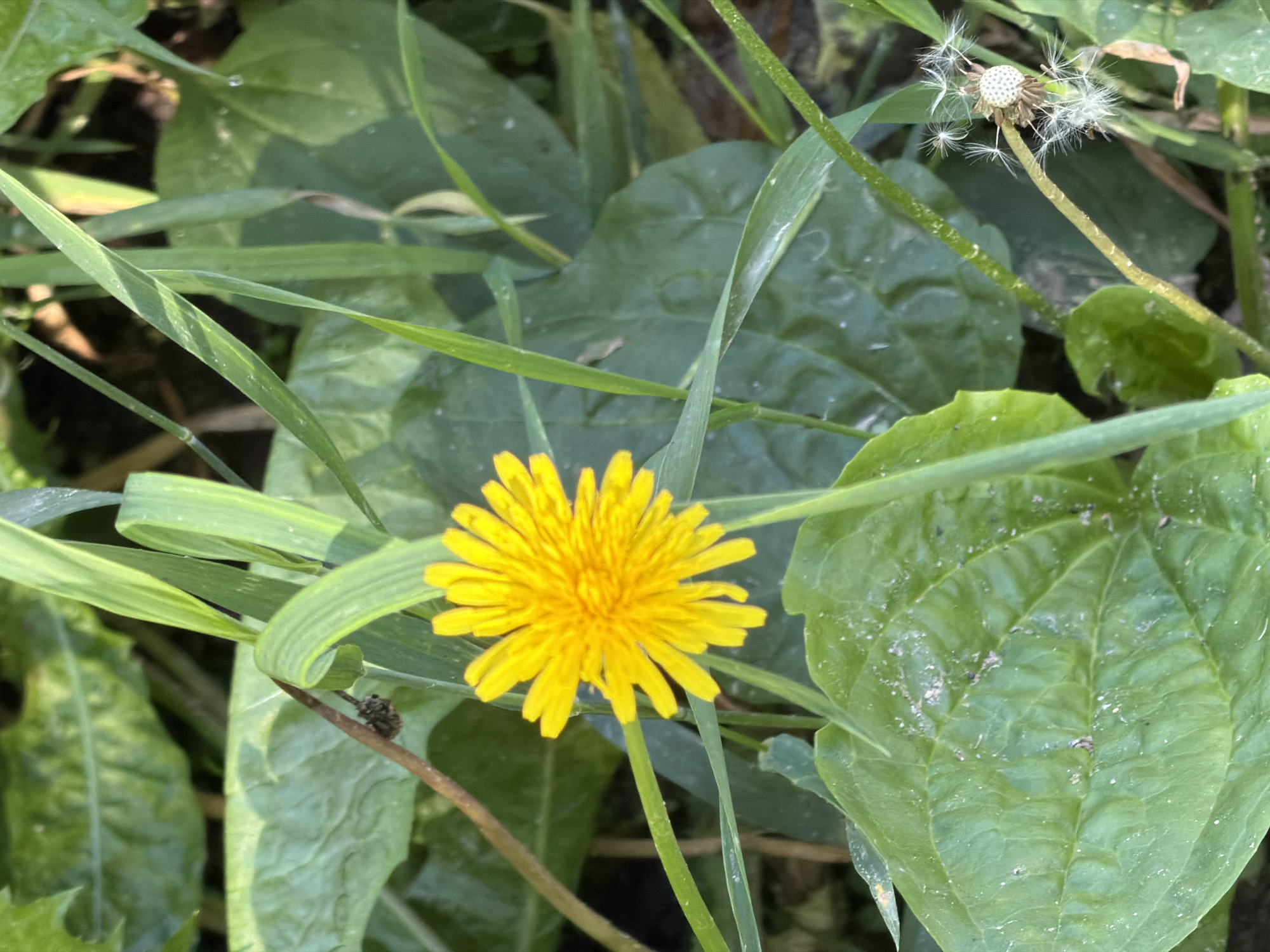 A close-up, eye-level shot focuses on a vibrant yellow dandelion flower in the center of the frame. The dandelion's petals are fully extended, radiating outwards from its center. Surrounding the dandelion is a dense growth of green foliage, including grass blades and broader leaves. To the lower right of the image, a spent dandelion seed head is visible, with its feathery seeds dispersed. The background is a blur of green and brown, suggesting a natural outdoor setting. No people or structures are present in the image. The lighting appears natural, casting soft shadows.
