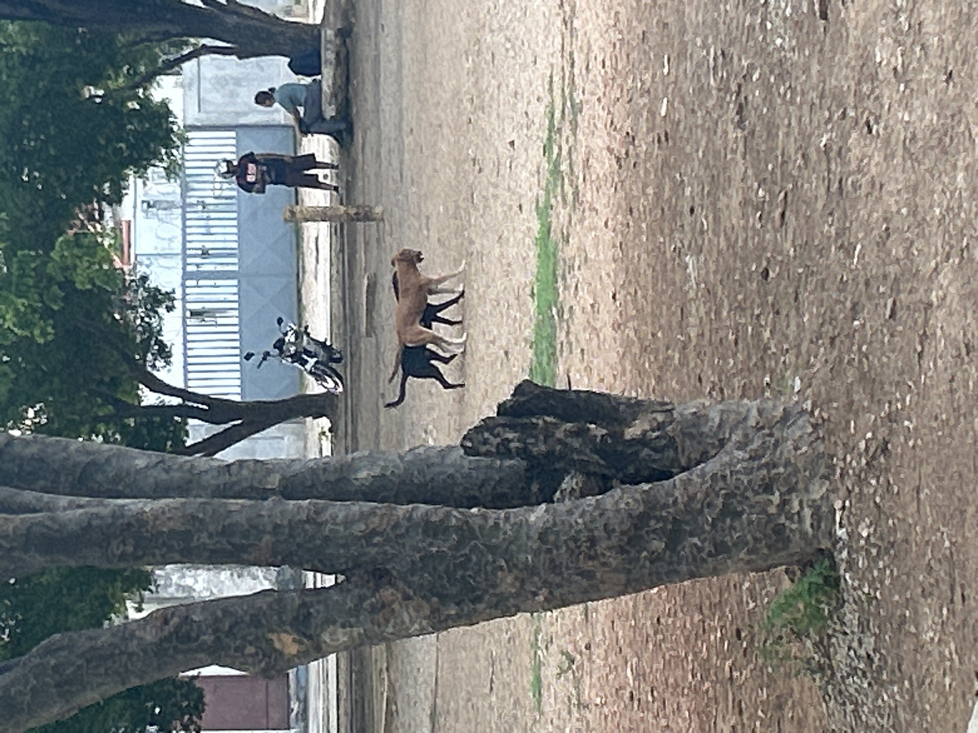 The image depicts an outdoor scene with a foreground featuring the textured bark of three conjoined tree trunks. The middle ground shows two dogs walking across a dirt-covered area. One dog is dark-colored, and the other is tan. In the background, a person wearing a helmet and dark clothing stands near a fence, and another person sits on a stone bench. A motorcycle is parked to the left of the fence. The environment appears to be an urban or semi-urban area with buildings and trees visible behind the fence. The location is identified as Santa Ana, Venezuela.
