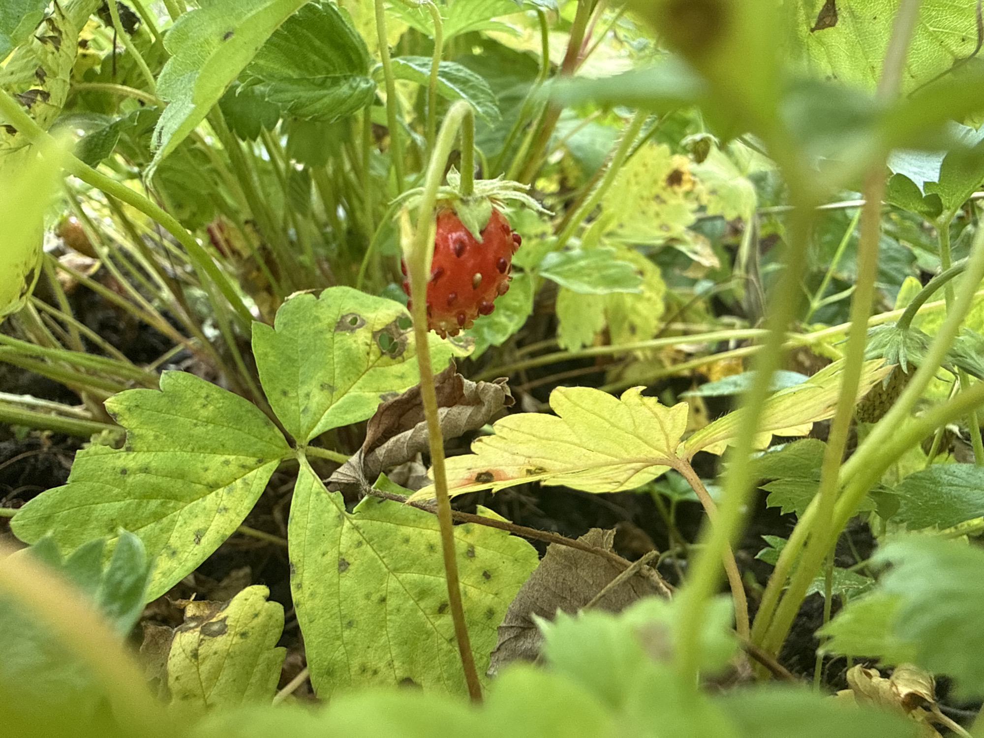 A single, small, red strawberry is growing on a strawberry plant. The strawberry is surrounded by green leaves, some of which are yellowing and have brown spots. Dead leaves are also visible on the ground. The image appears to have been taken outdoors in Markovo, Russia, with the focus on the strawberry.