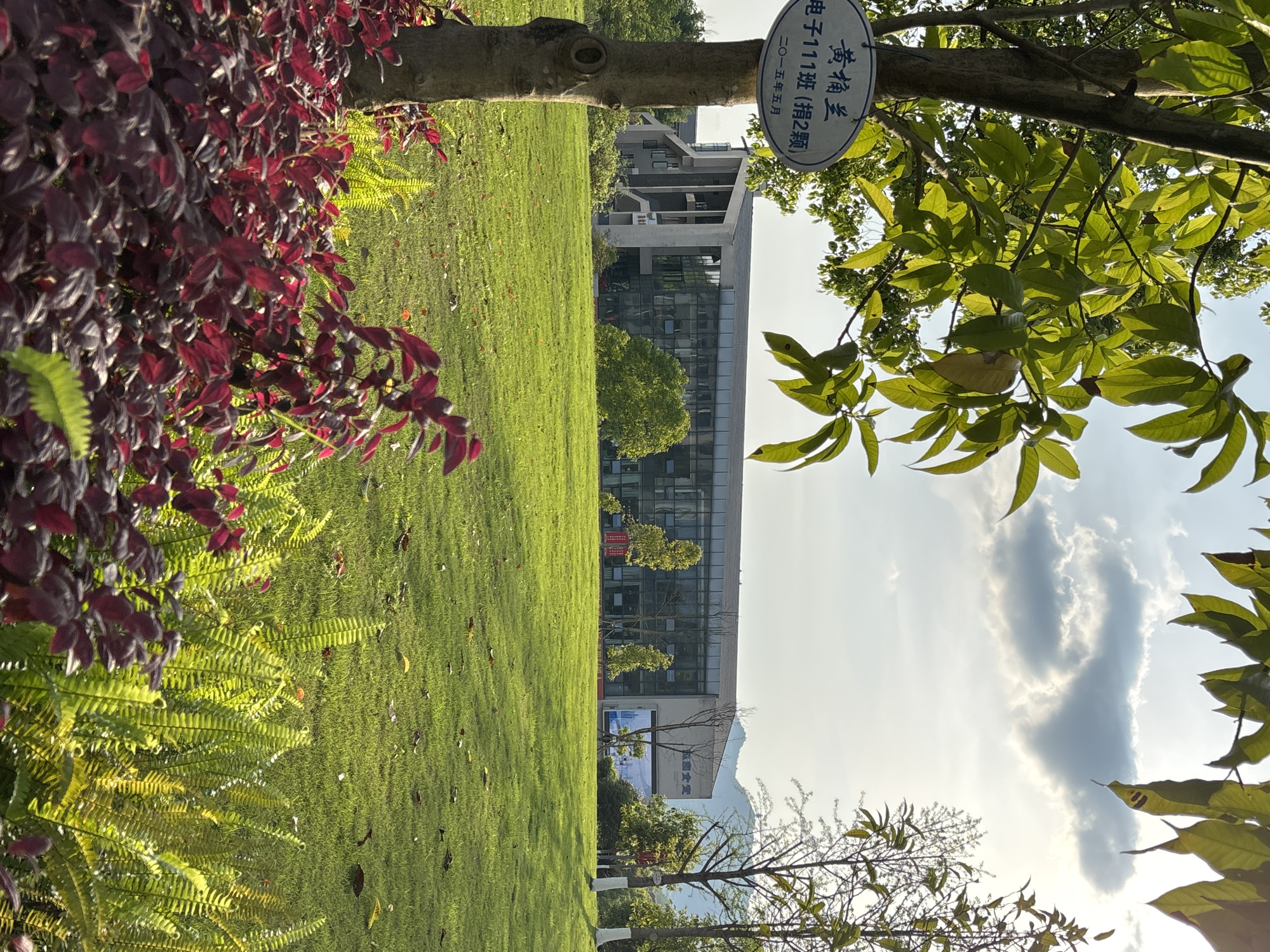Here is a description of the image:
The image shows a landscape scene with lush greenery, including grass, red-leaved plants, and trees. In the background, a modern building with a glass facade is visible. A sign on a tree reads "黄桷兰" (Huangjue Orchid), "电子111班(捐2颗)" (Electronics Class 111 (Donated 2 Trees)), and "二〇一五年五月" (May 2015). The sky is partially visible, with some clouds. The photo appears to be taken in an area with a park-like setting. The location is likely in Jiangjin, China, given the Chinese characters on the sign.