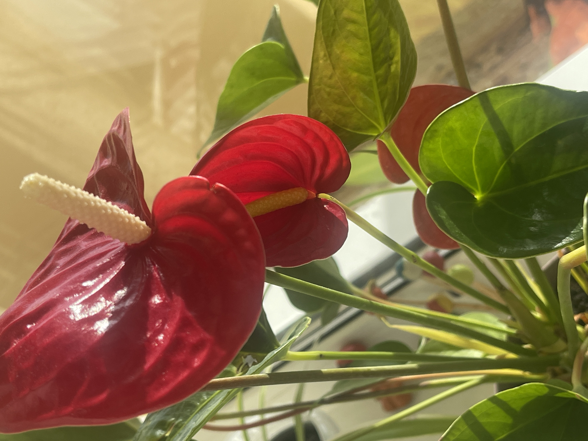 The image shows a close-up of a red anthurium plant with large, glossy, heart-shaped leaves and a prominent spadix. Sunlight filters through a translucent yellow curtain in the background, casting soft shadows. The plant is in a pot, which is partially visible at the bottom of the frame. The scene appears to be an indoor setting, possibly a windowsill. The city of Minsk, Belarus, is not depicted in the image.