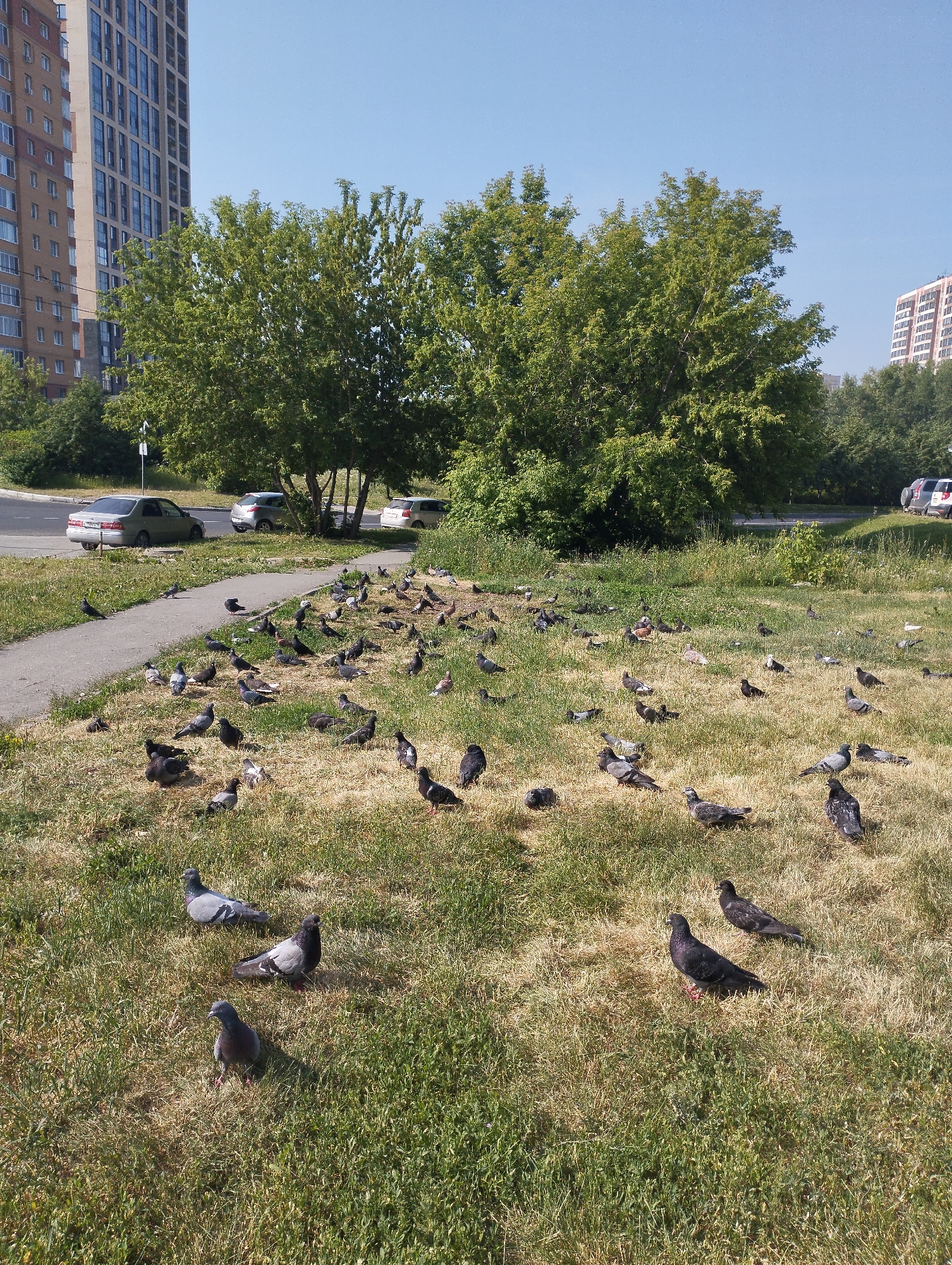 A flock of pigeons is gathered on a patch of dry grass adjacent to a paved walkway and a street. The pigeons are of various shades of gray and white. In the background, there are several trees with green foliage, and beyond the trees, there are multi-story apartment buildings. A few cars are parked on the street. The sky is clear and blue. The scene appears to be a typical urban environment in Novosibirsk, Russia, likely a residential area.