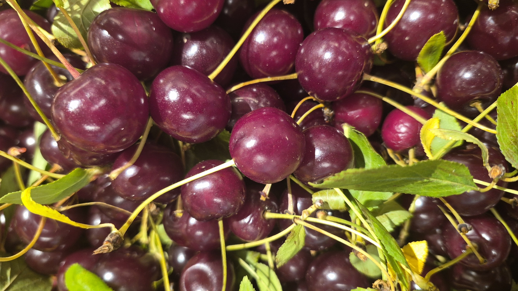 A close-up, high-angle shot captures a dense cluster of ripe, dark red cherries, their smooth skins glistening with a subtle sheen. The cherries are intertwined with slender, yellow-green stems and a few vibrant green leaves, suggesting they are freshly picked or still on the branch. The shallow depth of field blurs the background, emphasizing the rich texture and deep color of the fruit. The overall impression is one of natural abundance and freshness. This image is not specific to Daugavpils, Latvia, or any city.