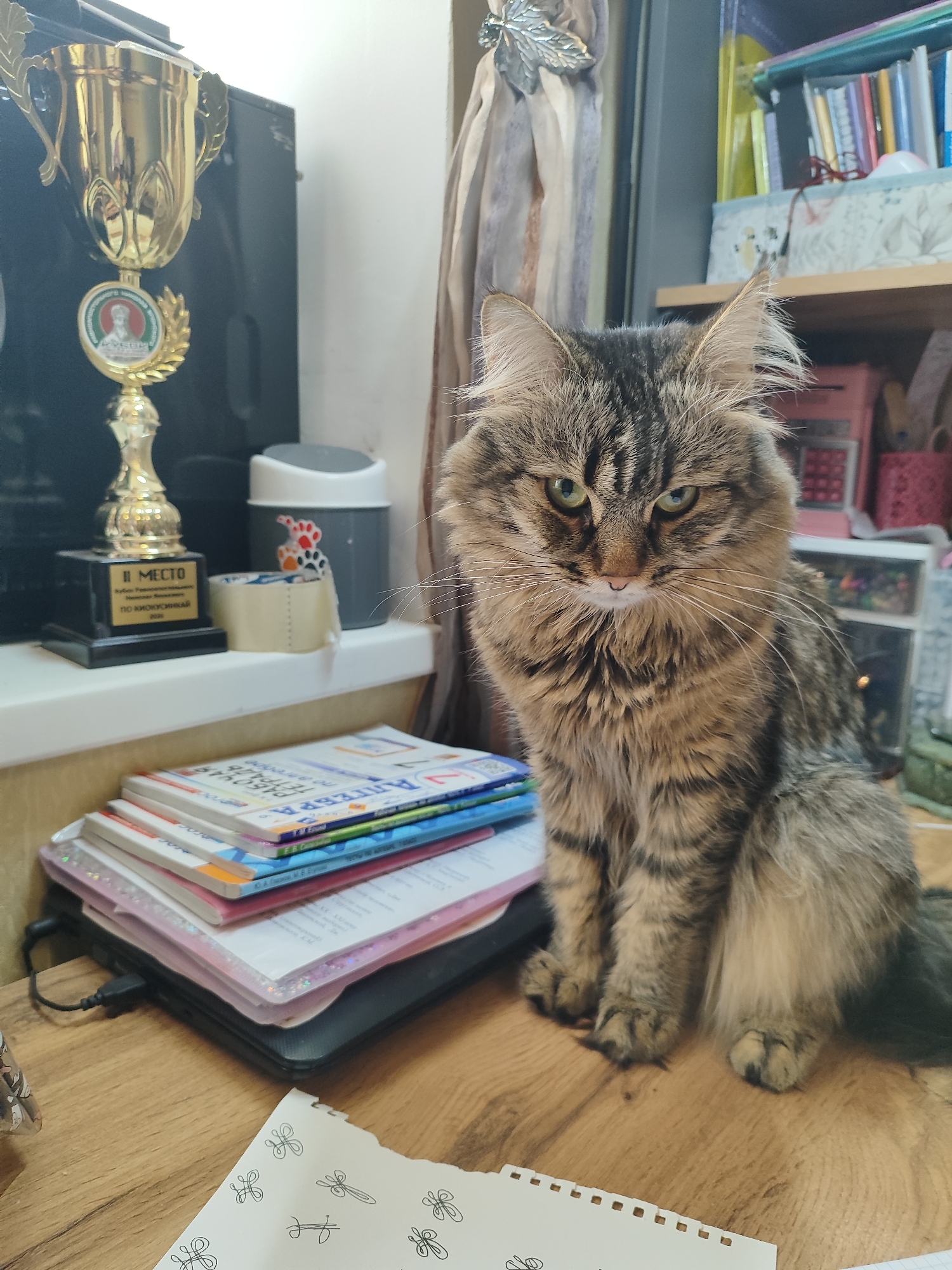 A long-haired tabby cat with green eyes sits on a wooden desk, appearing disgruntled. Behind the cat, on a window ledge, rests a gold trophy, a grey container with paw prints, and a roll of tape. A stack of books and a black electronic device are on the desk to the cat's left. A shelf filled with books and boxes is visible in the background. A sheet of paper with drawings is in the foreground. The trophy inscription in Russian suggests the location is Shchyolkovo, Russia.