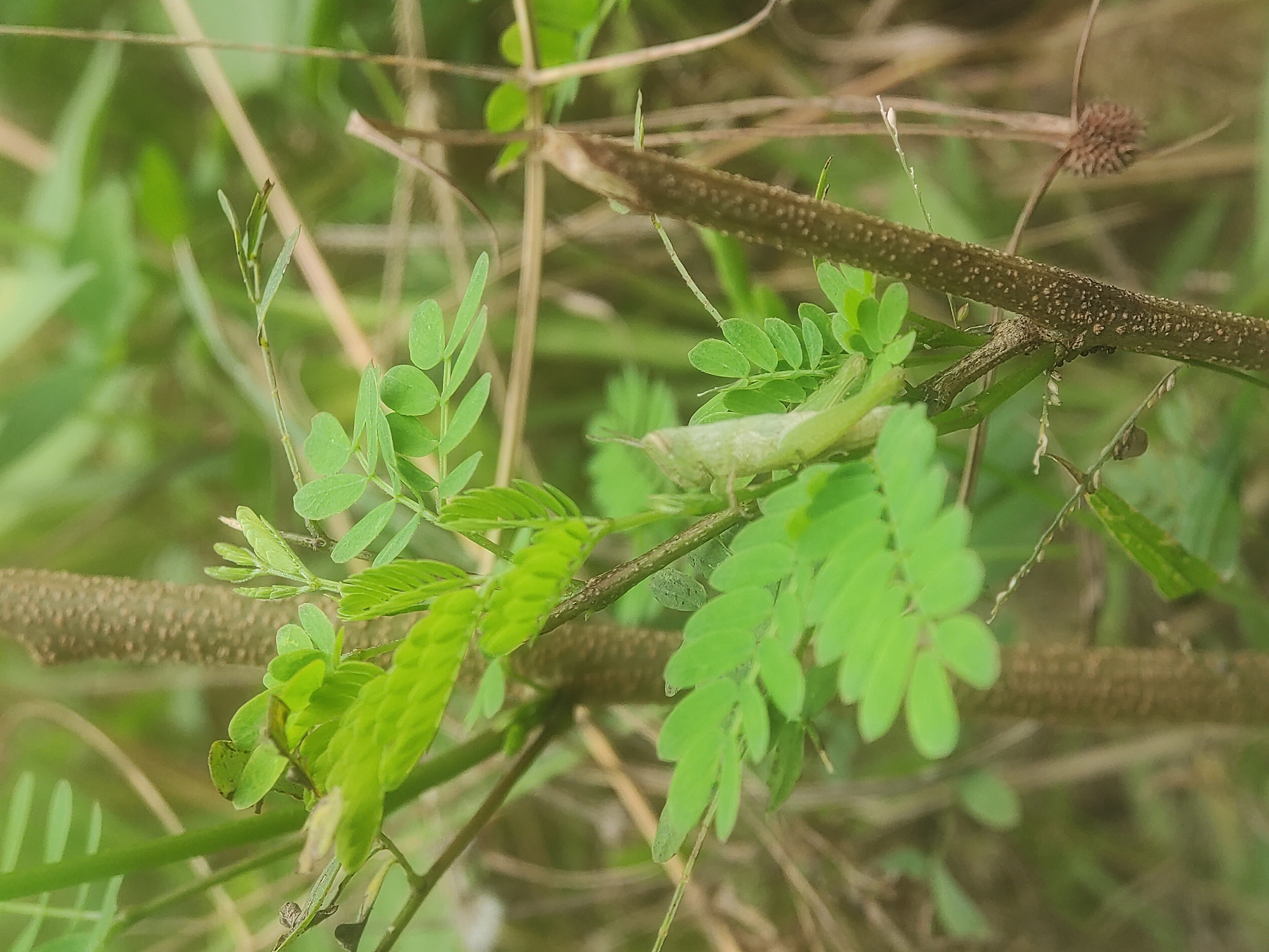 The image provides a close-up view of a natural, verdant setting, likely an outdoor environment in Lhokseumawe, Indonesia. The central subject is a light green insect, appearing to be a grasshopper or katydid, remarkably camouflaged among the foliage and branches. Its elongated body blends almost perfectly with the surrounding green leaves and brown stems, making it difficult to discern at first glance.
The scene is dominated by various shades of green from the abundant plant life. Numerous small, compound leaves, characteristic of a Mimosa or similar plant species, are prominently featured, some appearing as fresh, tender growth, while others are more mature. Several brown branches and stems, some with distinctively textured or bumpy surfaces, traverse the frame, providing structural elements to the natural composition. One such branch runs diagonally through the middle, serving as a resting spot for the camouflaged insect. The background is softly blurred into a diffused mix of green and brown, indicating more vegetation and depth beyond the immediate focus.
The lighting suggests natural daylight, creating a soft illumination that highlights the textures of the leaves and branches without harsh shadows. There is no discernible specific activity, as the insect appears to be stationary, either resting or waiting. No human presence or visible text is present in the image. The overall impression is one of peaceful natural camouflage in a lush environment.