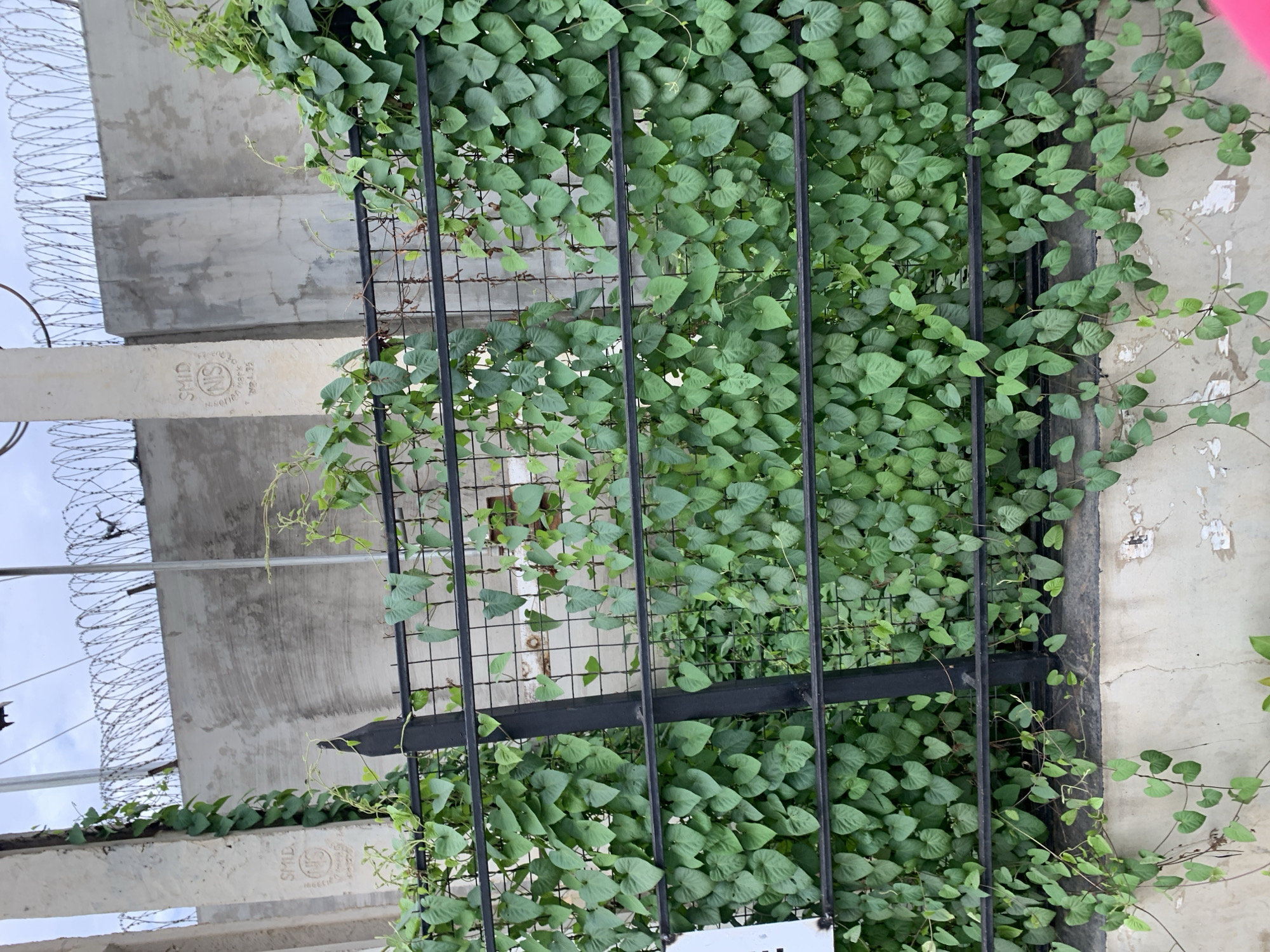 The image displays a concrete and metal barrier structure heavily overgrown with green vines, situated in Rafin Par, Nigeria. The central feature is a black metal fence, comprising vertical posts, horizontal bars, and a mesh grid, which is largely obscured by dense growth of numerous green vines with distinctive heart-shaped leaves.
In the left background, a light-colored concrete pillar is visible, partially covered by the same vines. An inscription is present on this pillar: "SMID" at the top, followed by a circular emblem containing "NIS," then "Nigerian Mark," and finally "ST. 35." To the right of the pillar, a plain, light grey concrete wall extends horizontally, appearing segmented.
Along the top edge of this concrete wall, a line of razor wire or barbed wire is strung as a security measure, visible against an overcast, light grey sky. A small, dark, indistinct object is perched near the top center, against the sky.
In the foreground, the base of the structure includes a lower concrete wall, which shows signs of wear, including peeling paint or plaster. Vines extend downwards from the metal fence, trailing onto this lower concrete surface. A small portion of a pink object is visible in the bottom right corner of the frame.