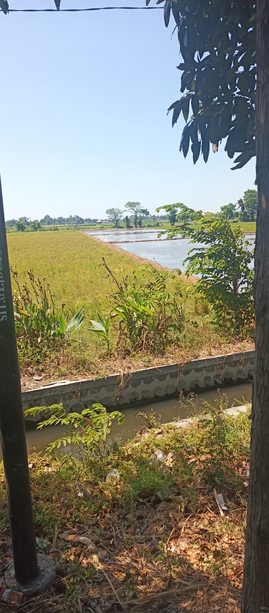 This image depicts a rural landscape with agricultural fields and a clear sky. In the foreground, a dark pole is visible on the left, and the trunk of a tree is on the right. Between them, a narrow concrete-lined ditch or canal carries murky water. The ground surrounding the ditch is covered with dry leaves, twigs, and some green vegetation. Beyond this, a large expanse of golden-yellow rice paddy stretches towards the horizon. To the right of the rice paddy, a flooded area, possibly a newly prepared paddy field, reflects the bright sky. In the background, a line of trees and some low-lying buildings are scattered across the landscape. The scene suggests a sunny day in a rural setting, likely in or around Landangan, Indonesia, given the agricultural nature of the land.