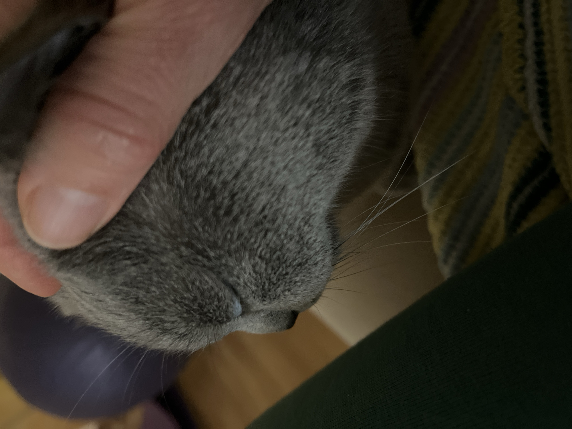 A close-up shot depicts a grey cat's face being held by a human hand. The cat's nose and whiskers are visible, along with the grey fur texture. The human hand appears to be gently touching the cat's face. In the background, parts of a purple object and a green fabric are visible, along with what appears to be a striped cushion. No information suggests a location in Alanya, Turkey.