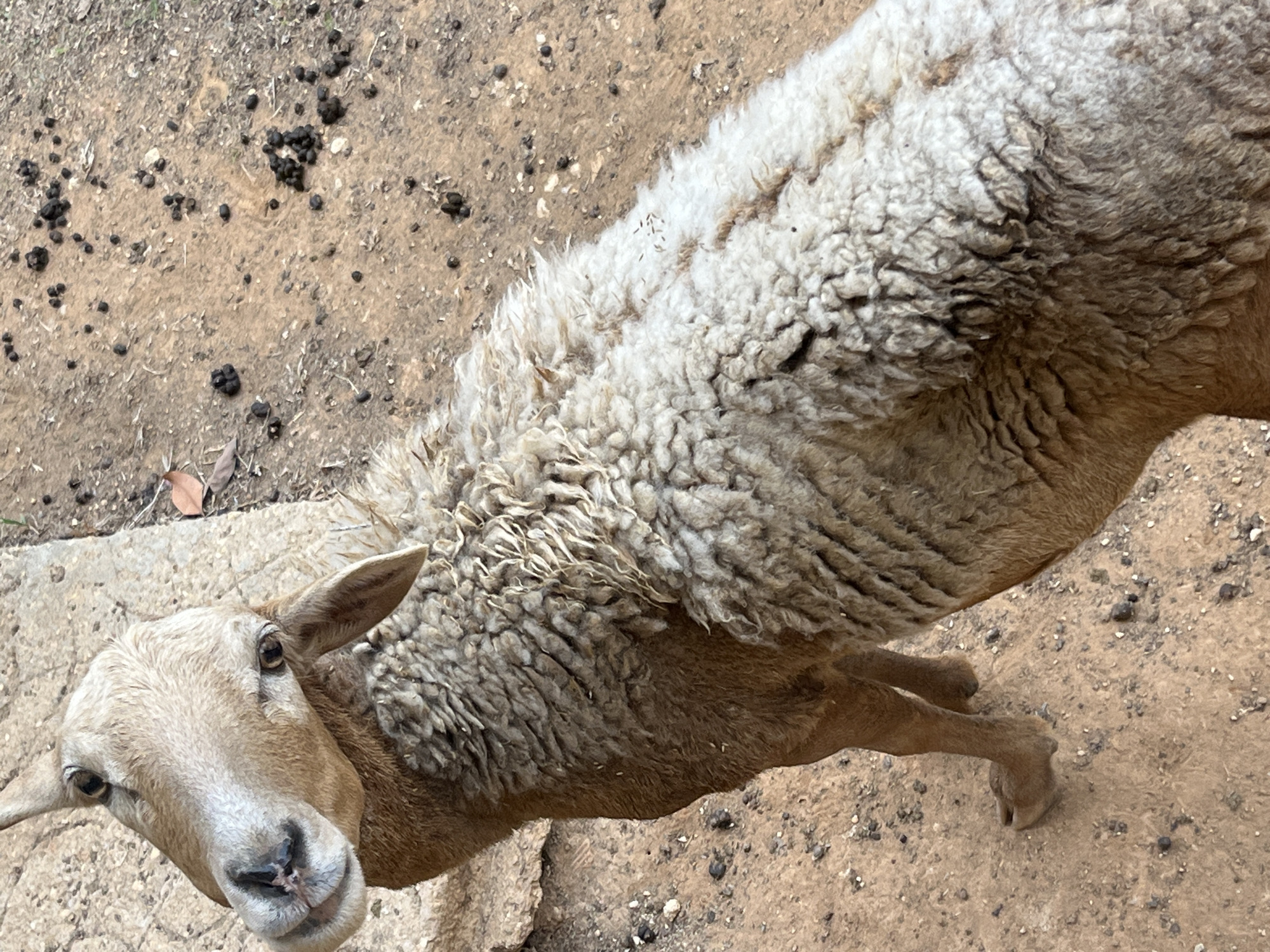 The image depicts a close-up, high-angle view of a tan and white sheep. The sheep has a thick, woolly coat and is standing on a surface covered in small, dark droppings. The background appears to be a dirt or gravel ground. The image was taken in Tinaquillo, Venezuela.