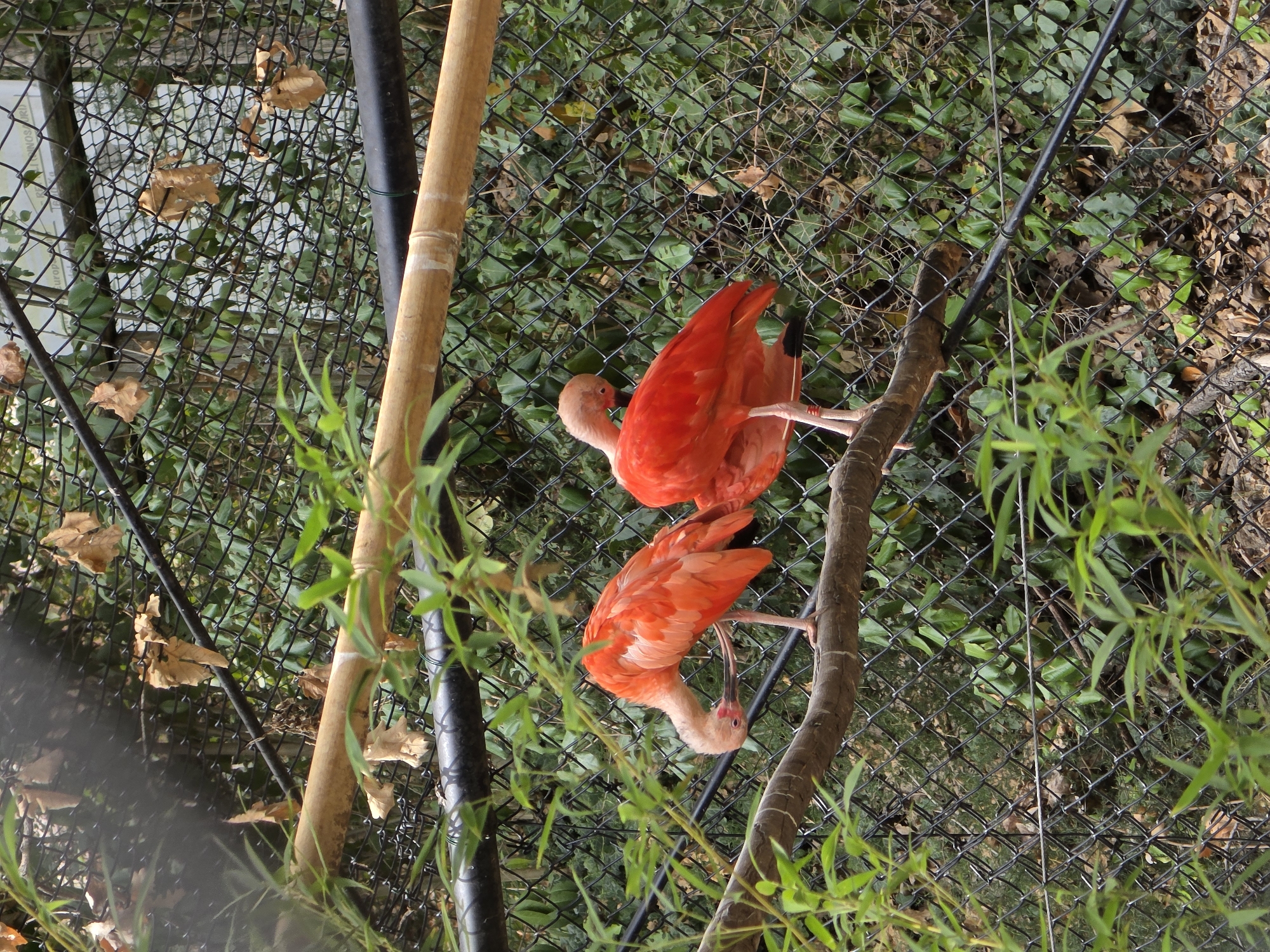 This is a photograph of two scarlet ibises perched on a branch in an aviary. The birds are predominantly bright red with pinkish-red legs and necks. One bird on the left is facing downwards, appearing to preen its feathers, while the bird on the right is facing towards the left and slightly away from the viewer. The branch is rough and brown, with some green foliage on the left side of the frame. Behind the birds and branch is a black chain-link fence, and beyond that, a dense green background of leaves and branches, suggesting a naturalistic enclosure. A light-colored wooden beam runs horizontally across the top of the image, supported by black pipes. The scene is lit by natural light, with some shadows visible. The photograph appears to have been taken at eye level. This image is located in Bussolengo, Italy, at the Parco Natura Viva zoo.