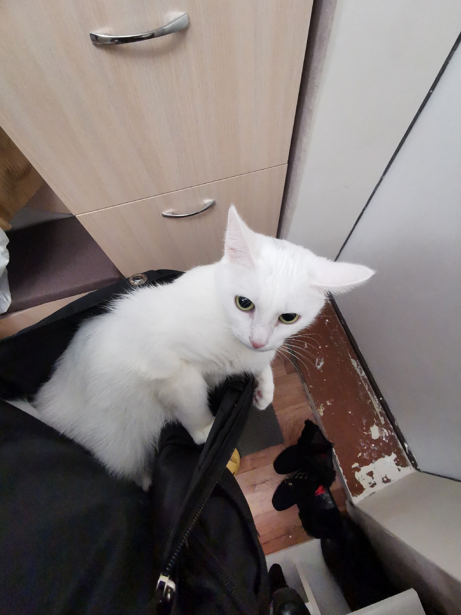 The image presents a high-angle view of an indoor domestic setting, featuring a white cat as the central subject. The short-haired white cat, with bright green eyes, a pink nose, and prominent white whiskers, is sitting inside a black fabric bag or backpack. Its head is tilted slightly, and it is looking directly upwards at the camera with an alert and curious expression, its ears pointed forward.
In the upper left portion of the background, a light-colored wooden cabinet or set of drawers is visible, featuring two distinct silver, curved handles. Below the cabinet, a dark space suggests a gap or shadowed area. To the right of the cat, a white wall or doorframe runs vertically, meeting a wooden floor. The wooden floor, visible primarily in the bottom right, is light brown and shows signs of wear, including patches of chipped white paint along its edge, suggesting an older or well-used area.
Near the bottom right corner, a black object, possibly a slipper, shoe, or another cat, is partially visible on the floor against the painted wall. Another indistinct dark object is located at the very bottom left corner. The lighting appears natural, indicating a daytime scene. There is no visible text in the image. The scene captures a candid moment of feline curiosity within a lived-in environment.