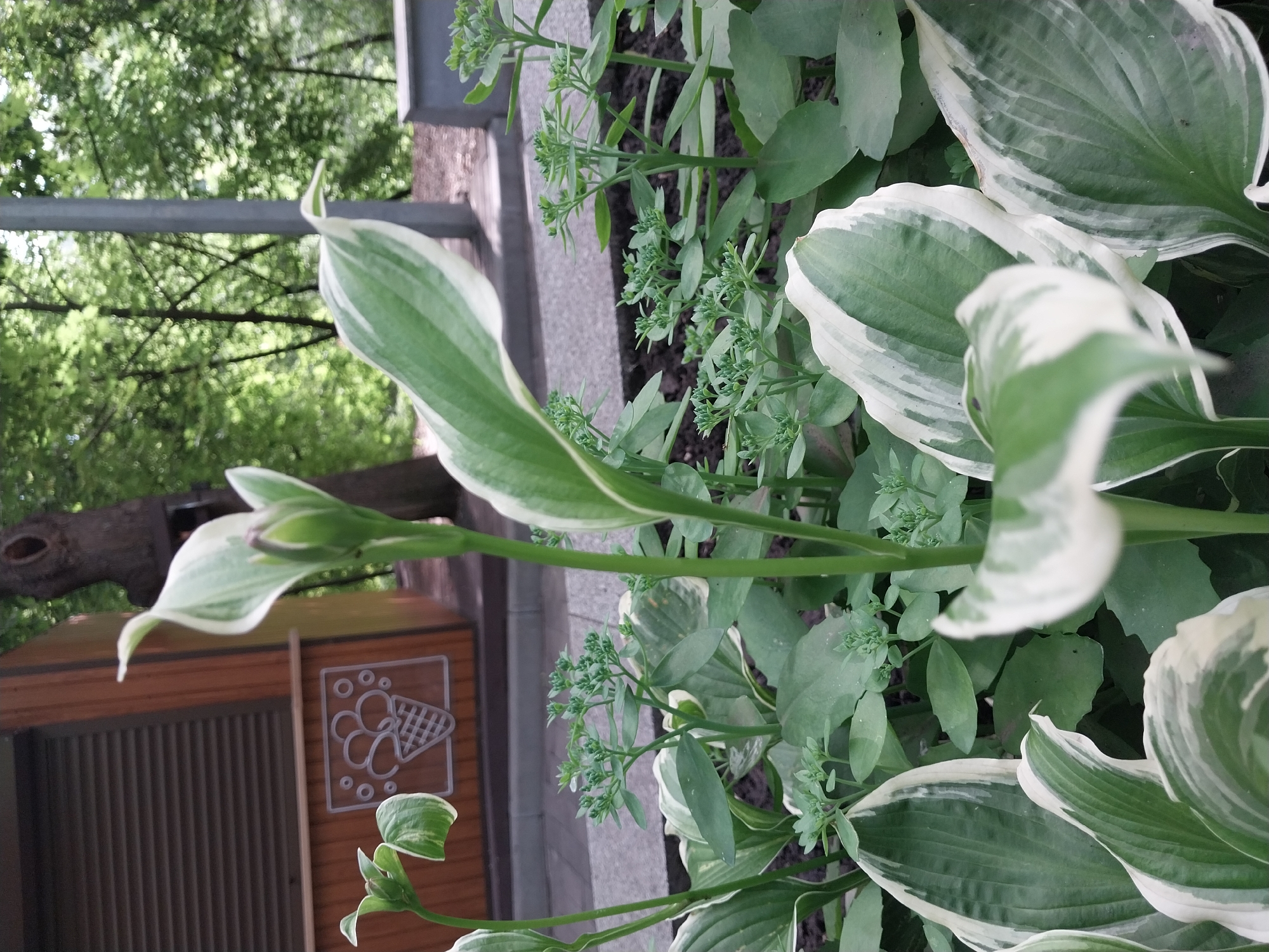 A close-up, eye-level, outdoor shot captures a flower bed in Dnipro, Ukraine, featuring variegated hosta plants with green and white leaves. In the background, a small wooden kiosk with a corrugated metal shutter is visible, displaying a white outline graphic of an ice cream cone. Beyond the kiosk, a gray concrete path runs alongside the flower bed. Trees with lush green foliage form the backdrop, with a metal pole to the right of the frame, suggesting an urban park or garden setting. The lighting is soft, indicating an overcast day or shaded area.