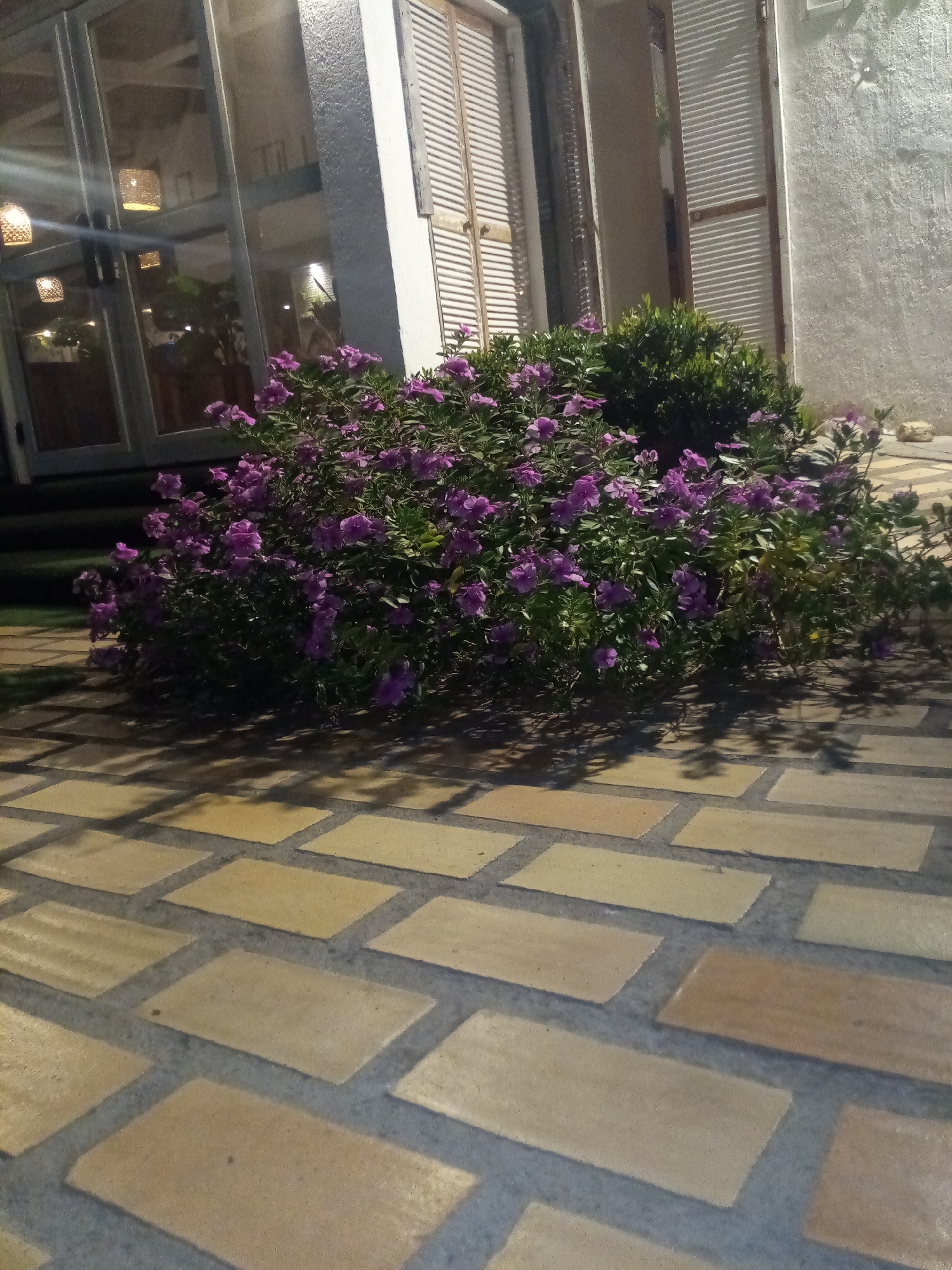 The image shows a bush with purple flowers in front of a building with shuttered windows and a glass-enclosed structure. The ground is paved with light brown rectangular tiles. The photograph was taken outdoors at night. Although the image was taken in Porlamar, Venezuela, there is insufficient information to pinpoint the specific location.