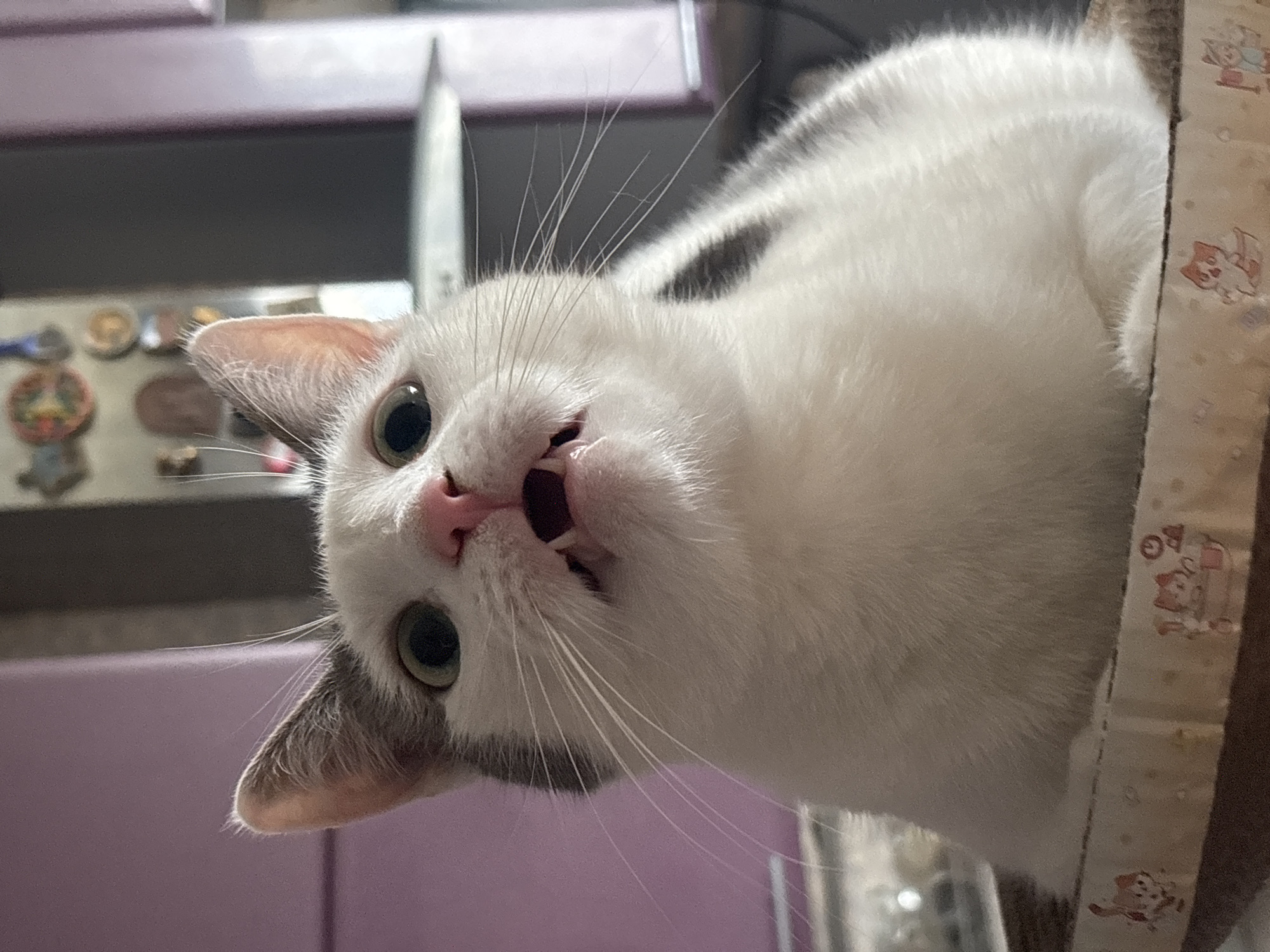 A white and gray cat with wide green eyes and pink nostrils is positioned in the foreground of the image, looking upwards with its mouth slightly open, revealing small teeth. The cat appears to be in a cardboard enclosure adorned with cartoonish cat figures. The background is blurred, showing hints of kitchen cabinets, a refrigerator, and possibly decorative plates on a wall. The scene is indoors, likely in a domestic setting within Saint Petersburg, Russia.