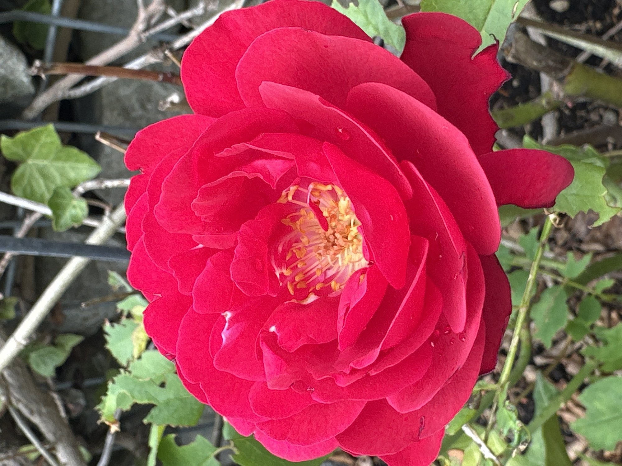 The image shows a close-up of a vibrant red rose in full bloom, its petals unfurling to reveal a cluster of yellow stamens in the center. Several small water droplets are visible on the petals, suggesting recent rain or dew. The rose is set against a blurred background of green foliage, brown branches, and a hint of a wire fence. The overall impression is that of a garden setting, possibly in the city of Wisła, Poland, given the context. No people or specific actions are depicted.