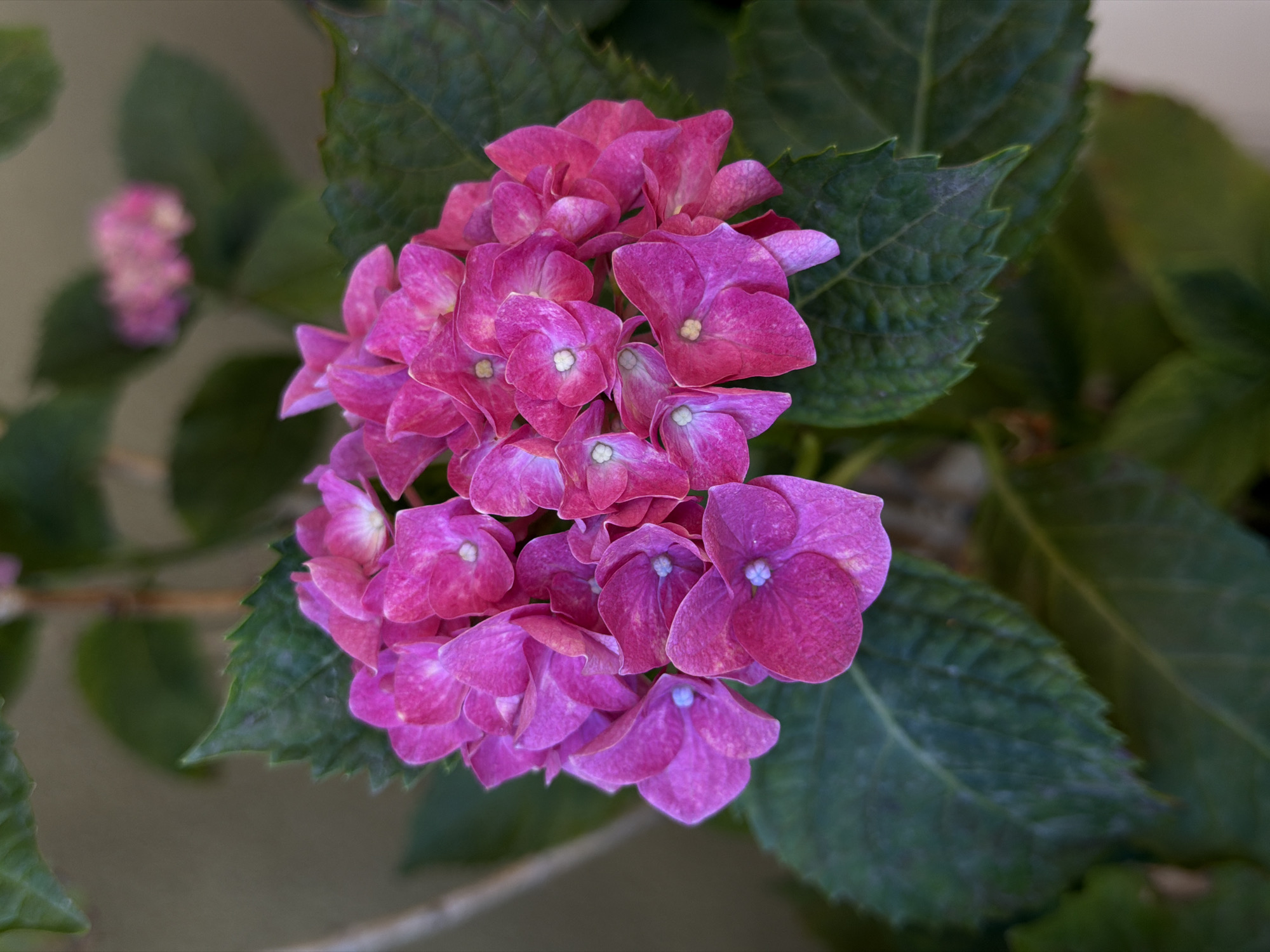 A close-up shot shows a cluster of vibrant pink hydrangea flowers with green leaves. The flowers are in full bloom and are densely packed together. The background is blurred and appears to be a wall or fence. There are no people or animals visible in the image. The scene is outdoors, likely in a garden or park. The image does not contain any information about the city of Sirius, Russia, nor does it provide any context regarding a specific location within that city.