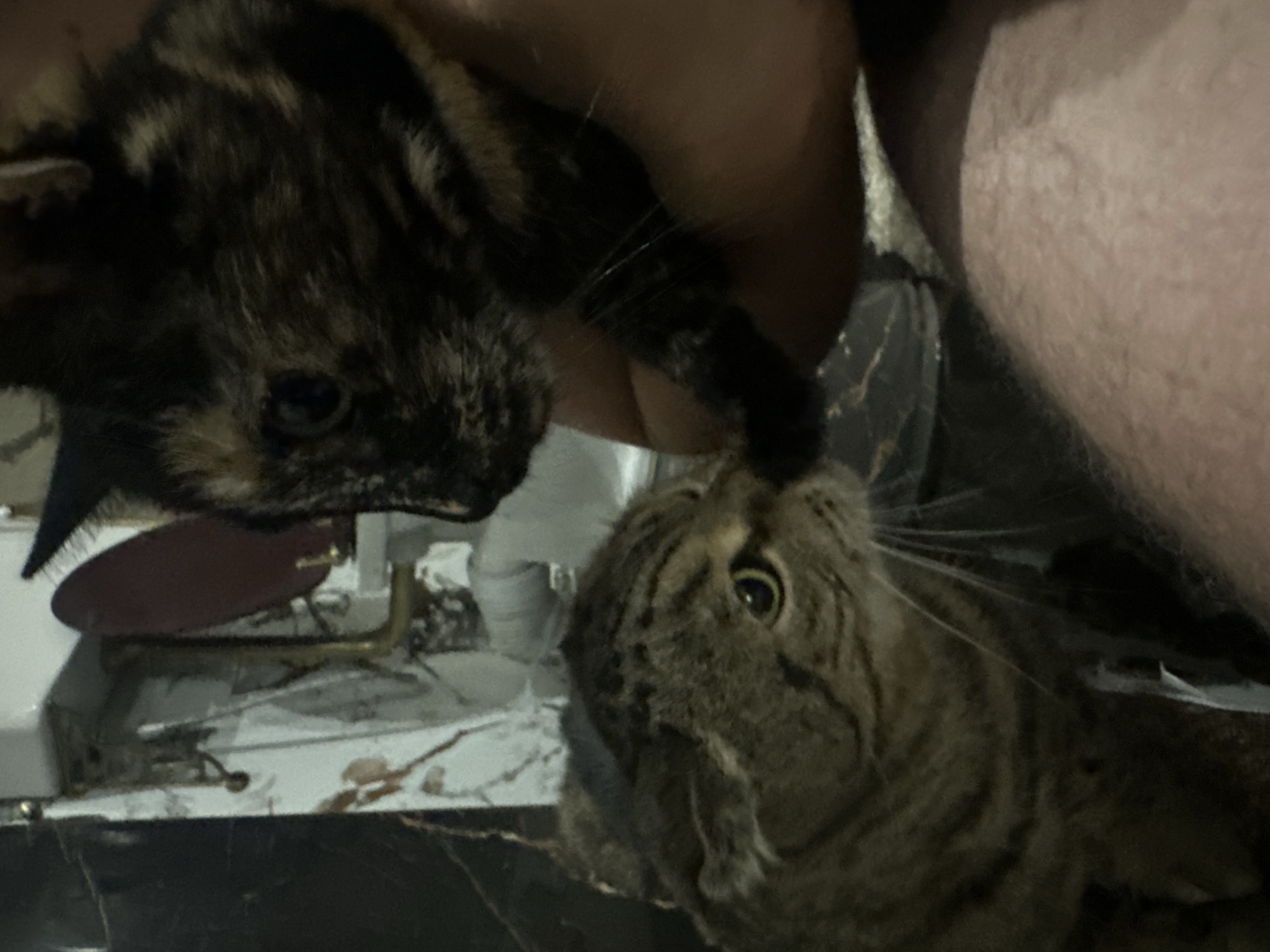 Two cats are interacting in close proximity. The cat on the left is a tabby with green eyes and is looking towards the right. The cat on the right is a tortoiseshell cat and is being held by a person's hand, with its paw gently touching the tabby cat's nose. The background appears to be a bathroom or utility area with tiled walls and plumbing fixtures. The scene suggests a moment of gentle interaction between the two felines. The image does not provide any specific location within the city of Virki, Russia.