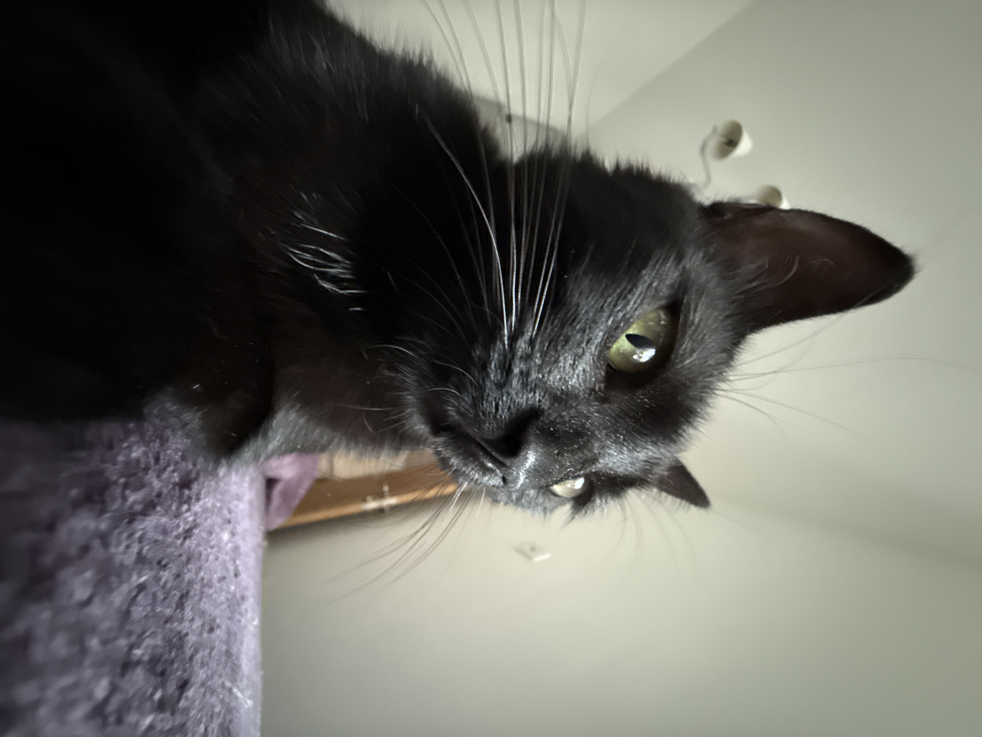 An extreme close-up shot captures a black cat with striking green eyes. The cat is positioned in a low-angle perspective, with its head and upper body filling most of the frame. The cat's fur appears sleek and dark, with prominent whiskers fanning out from its muzzle. Its ears are alert and pointed upwards. The background is softly blurred, revealing a plain, light-colored wall and a ceiling with visible light fixtures. In the foreground, a textured, purple surface, possibly a blanket or carpet, is visible, with the cat's body resting on or near it. The lighting appears to be diffused, creating a gentle illumination of the scene. The image's focus is primarily on the cat's face, highlighting its intense gaze and facial features. The overall impression is one of an intimate and candid portrait of a domestic feline.