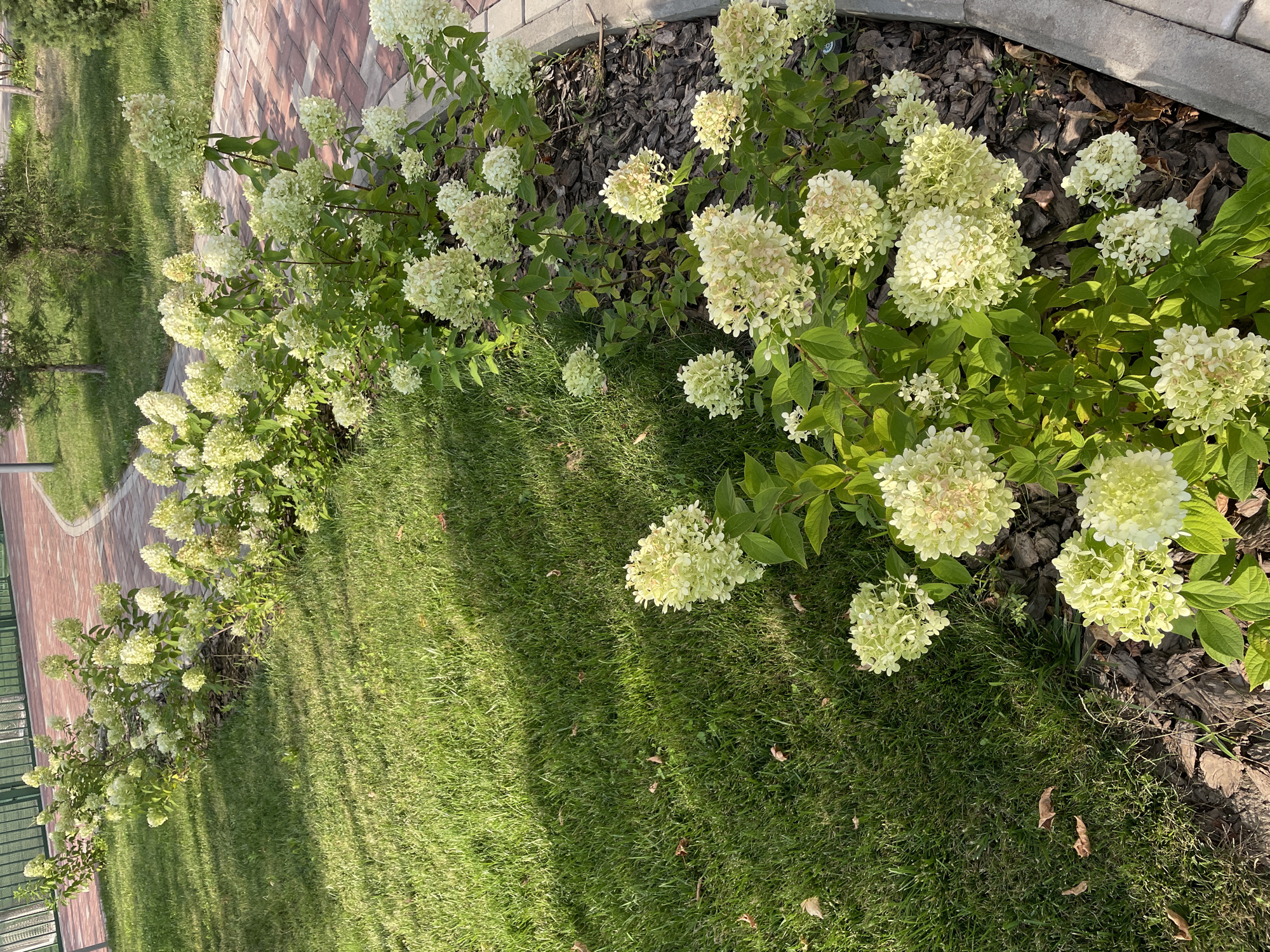 The image shows a row of light green hydrangeas blooming along a curved, red brick pathway. The pathway is bordered by a strip of dark mulch and then a neatly manicured green lawn. In the background, there are young trees with sparse foliage and a metal fence. The lighting suggests it is daytime, with shadows cast across the lawn by unseen objects. No people are present in the scene. The overall environment appears to be a park or a landscaped public area. Without additional context or identifiable landmarks, it is not possible to determine the specific location within Almaty, Kazakhstan.